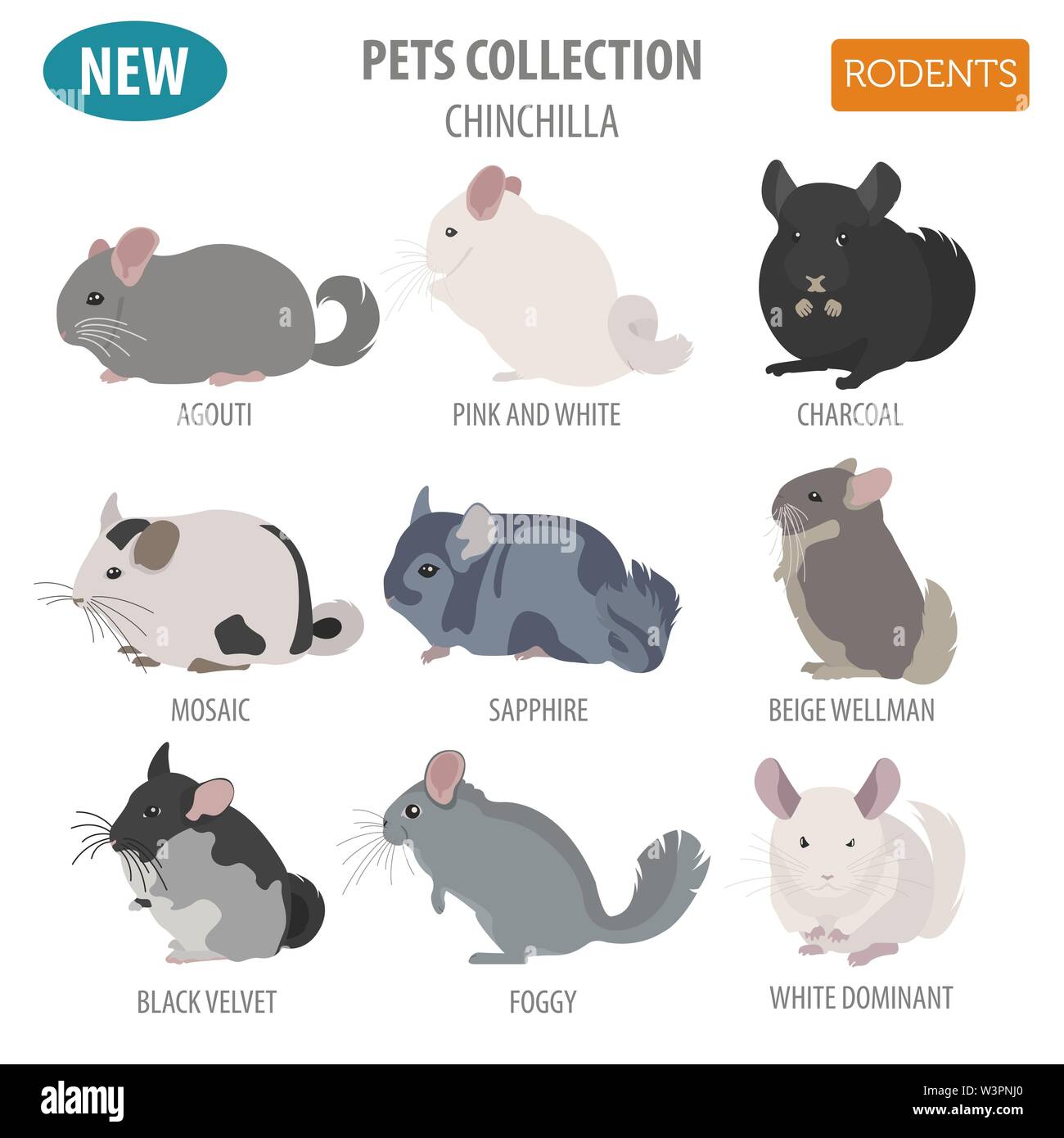 Chinchilla Rassen Icon Set Flat Style isoliert auf Weiss. Nagetiere Sammlung. Erstellen Sie eigene Infografik über Haustiere. Vector Illustration Stock Vektor