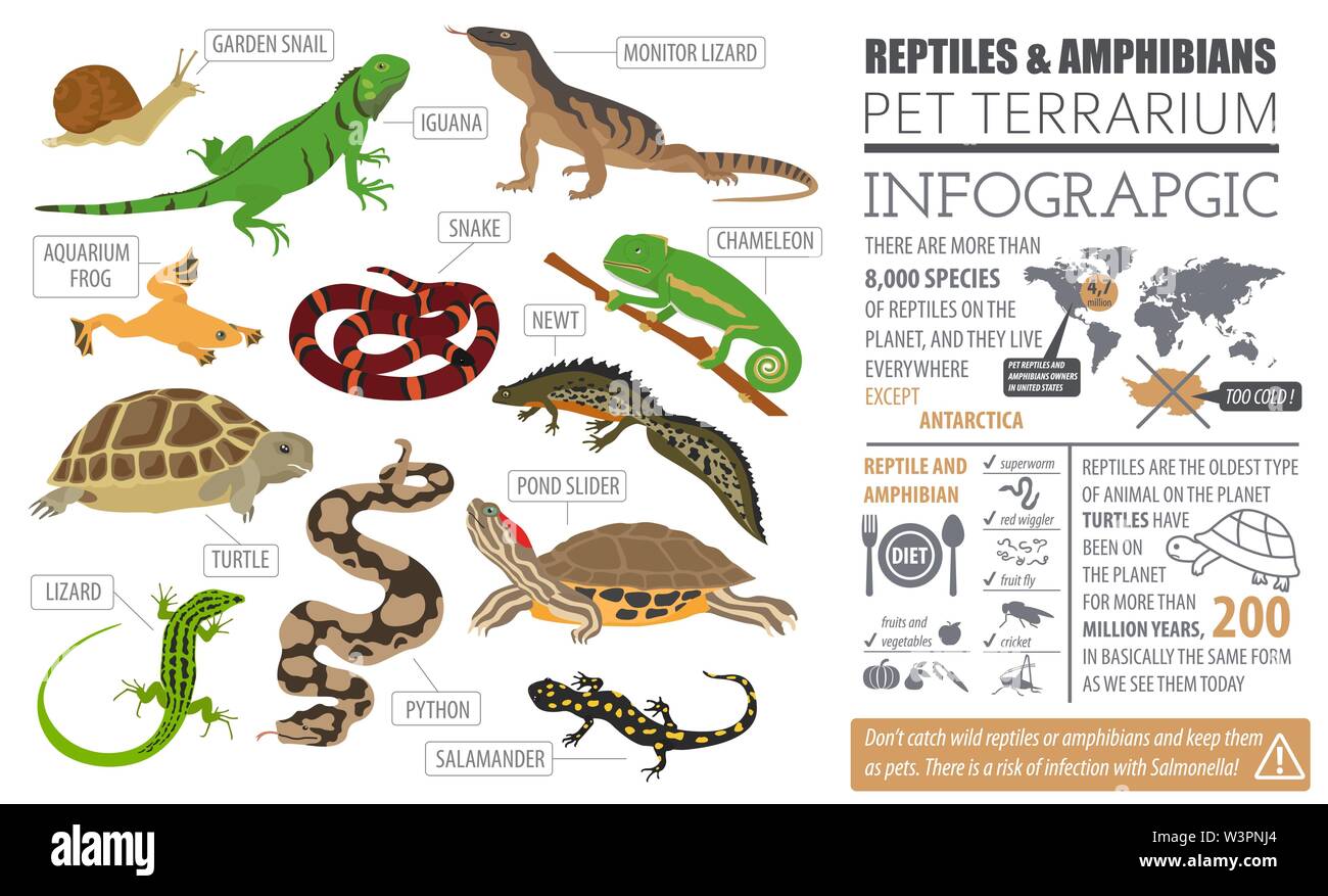 Haustier Reptilien und Amphibien Icon Set Flat Style isoliert auf Weiss. Haus Halten dieser Tiere Kollektion. Erstellen Sie eigene Infografik über Haustiere. Vektor il Stock Vektor