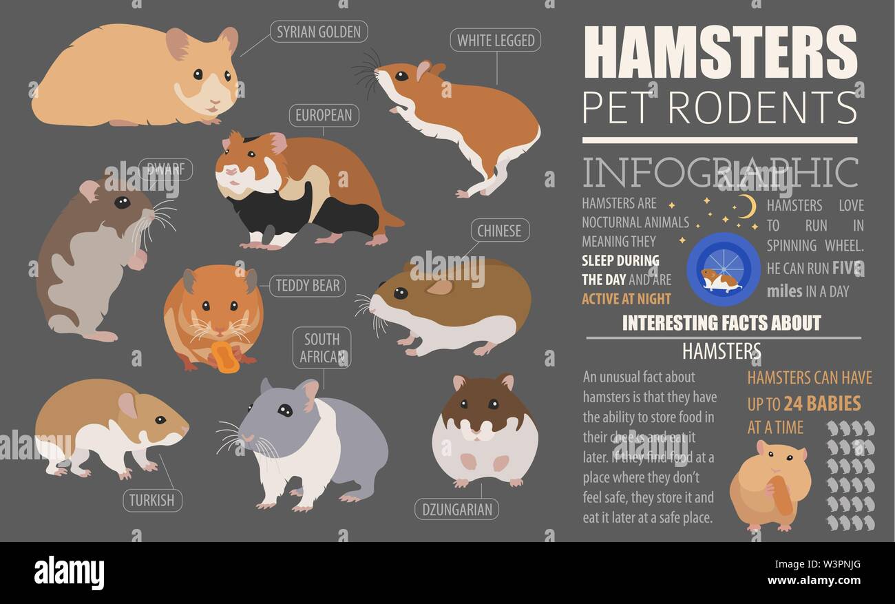 Teddy hamster Stock-Vektorgrafiken kaufen - Alamy