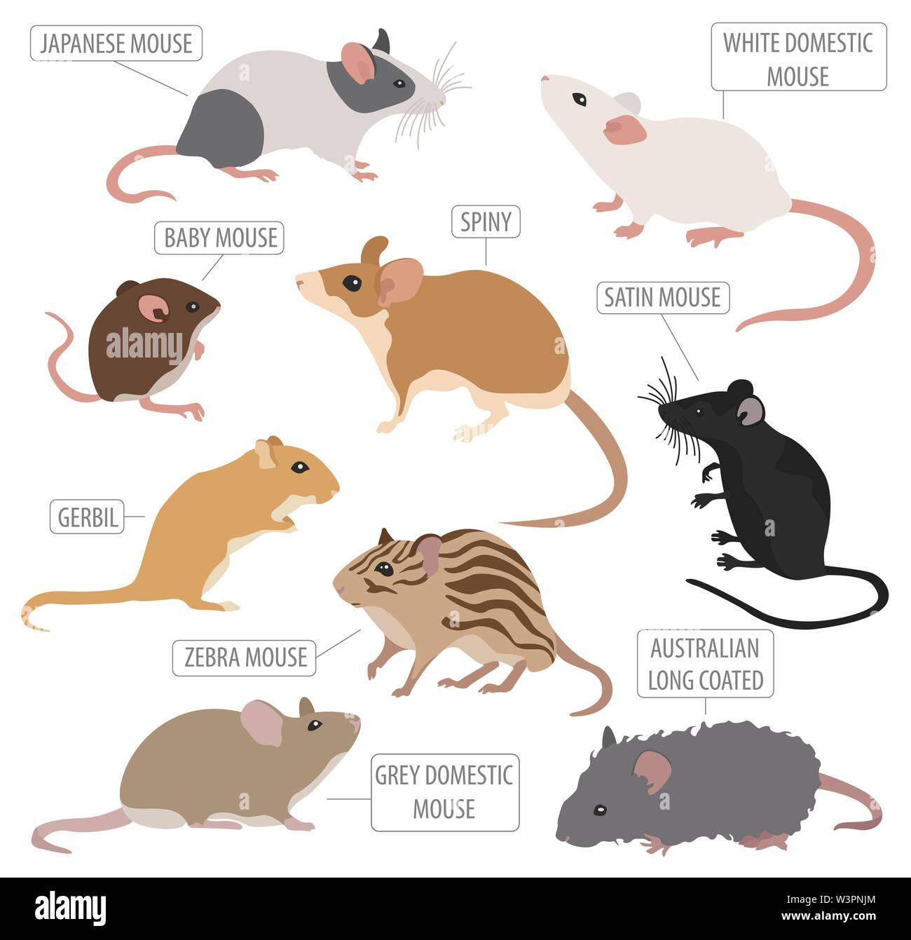 Mäuse Rassen Icon Set Flat Style isoliert auf Weiss. Maus Nagetiere Sammlung. Erstellen Sie eigene Infografik über Haustiere. Vector Illustration Stock Vektor