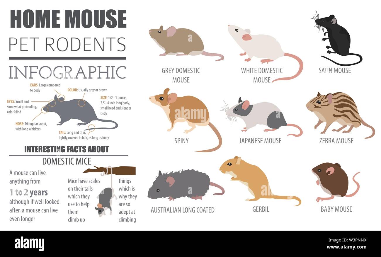 Mäuse Rassen Icon Set Flat Style isoliert auf Weiss. Maus Nagetiere Sammlung. Erstellen Sie eigene Infografik über Haustiere. Vector Illustration Stock Vektor