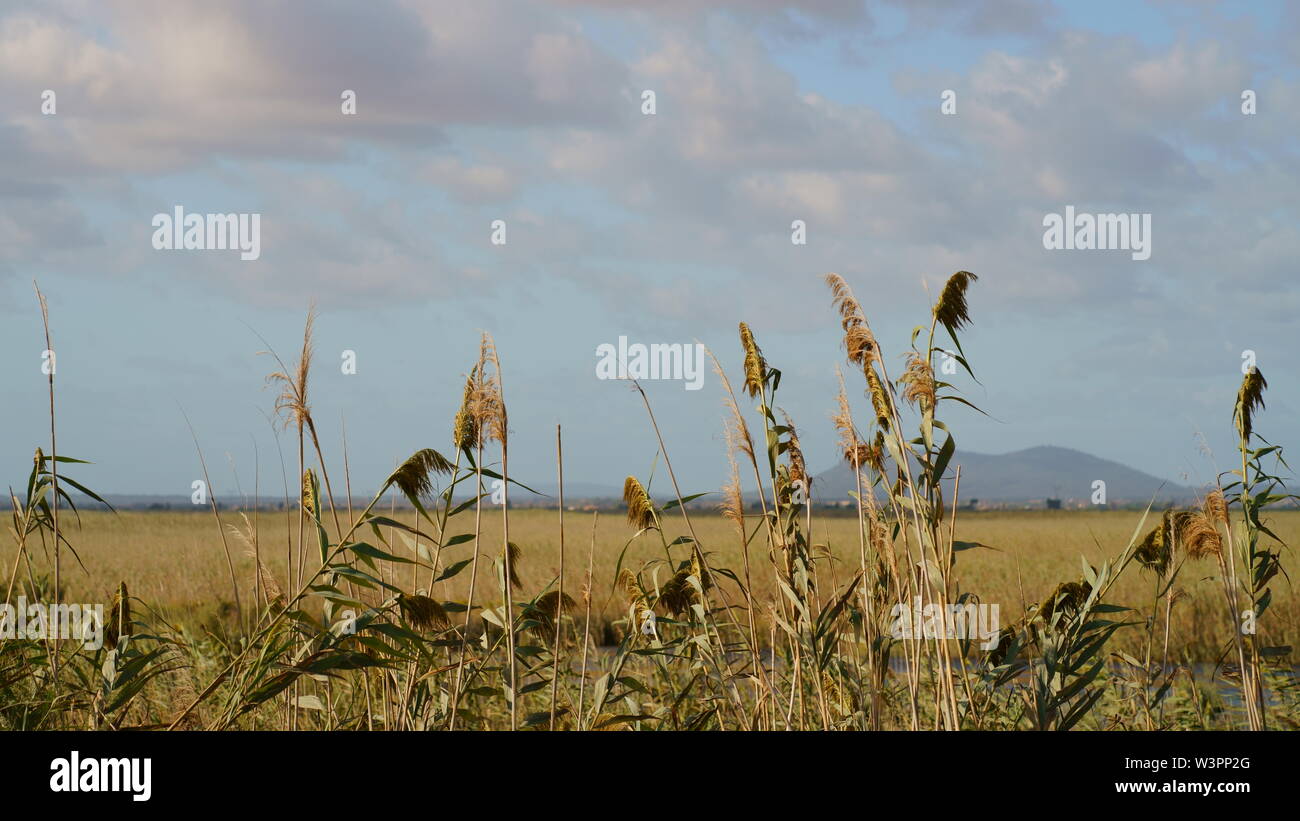 Naturpark Albufera im Norden von Mallorca, Balearen, Spanien. Die mediterrane Natur Park ist ein Vogelschutzgebiet mit Sumpfland und Schilf. Stockfoto