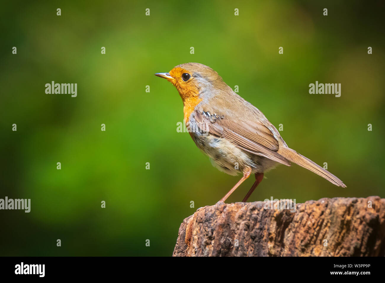 Europäische Robin (Erithacus Rubecula) Vogel in einem Wald gehockt Stockfoto