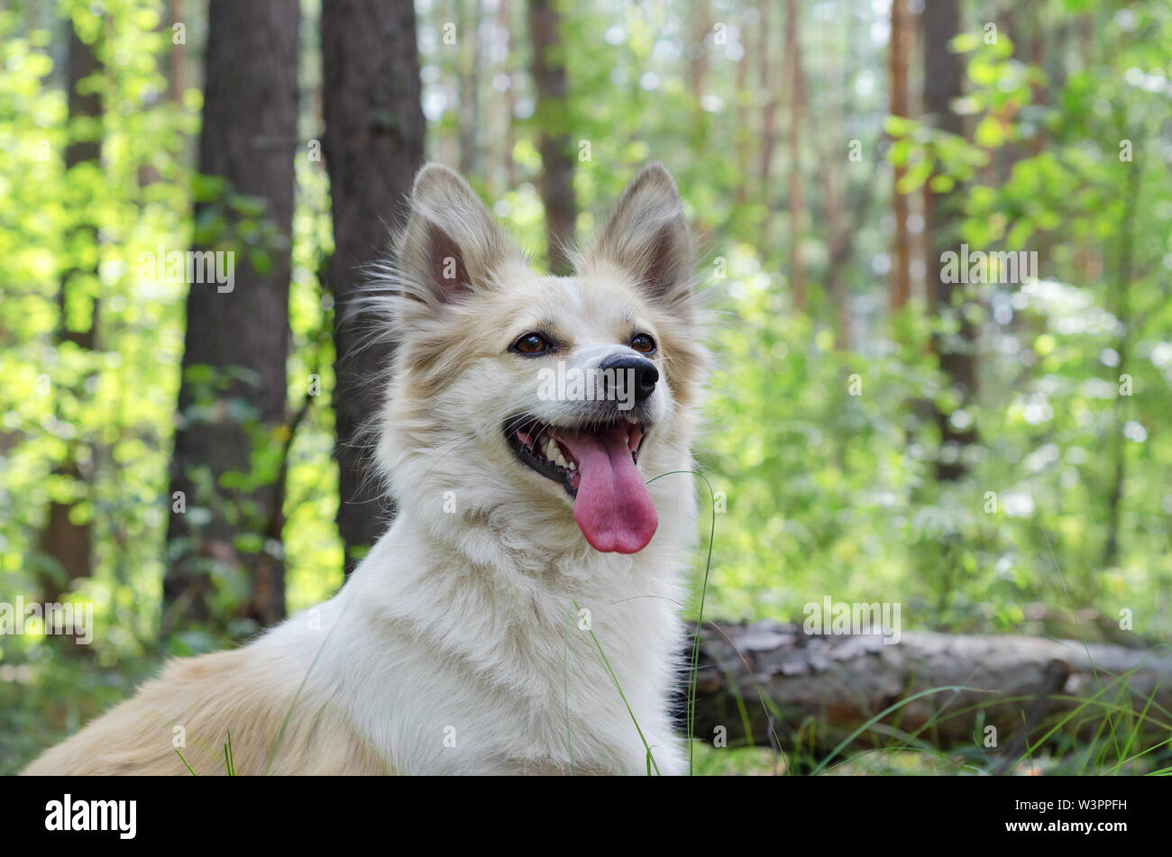 Junge flauschige Hund auf einem Spaziergang im Wald. Selektiver Fokus Stockfoto