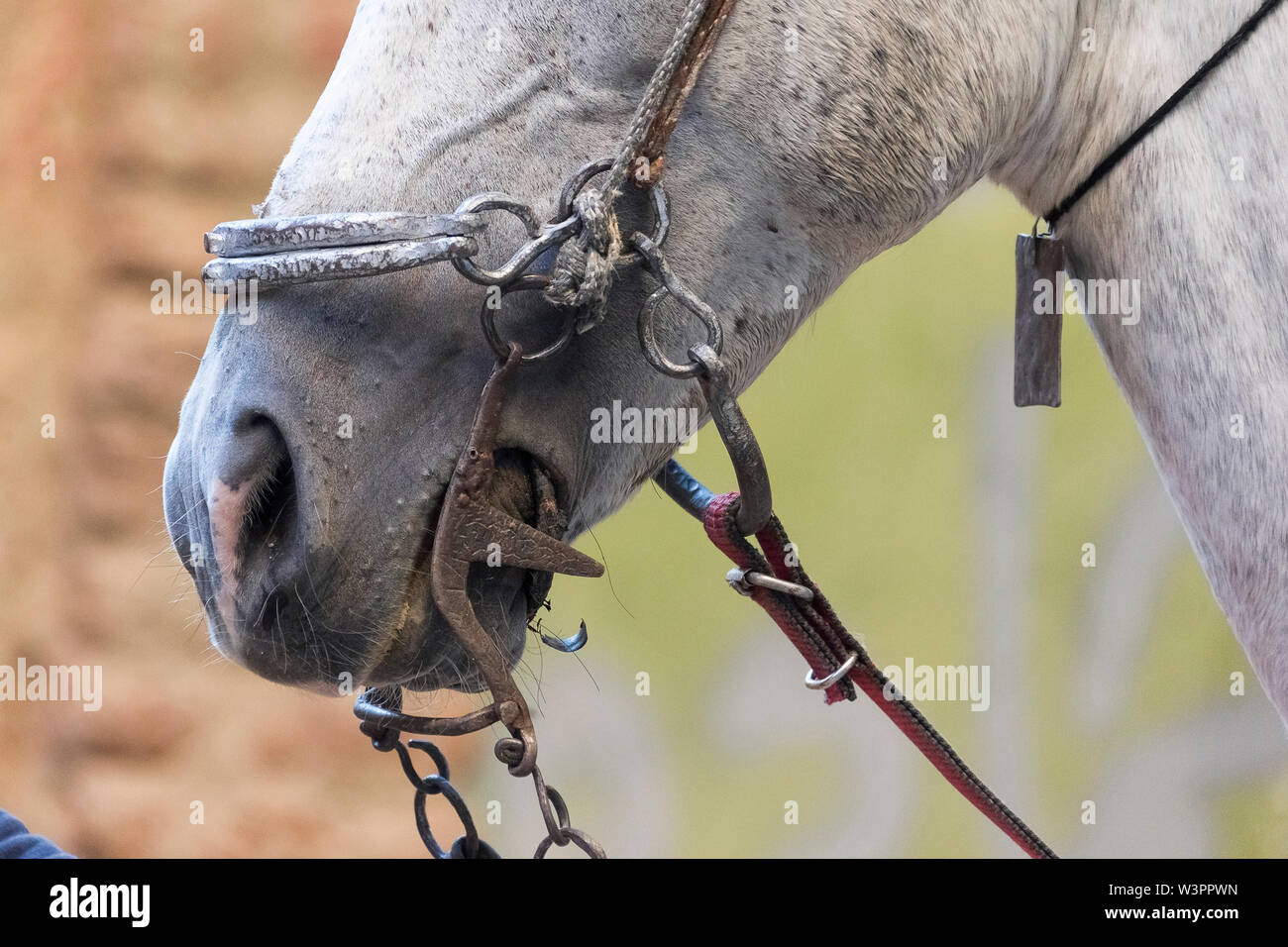 Arabische Pferd mit traditionellen ägyptischen Bit. Ägypten Stockfoto