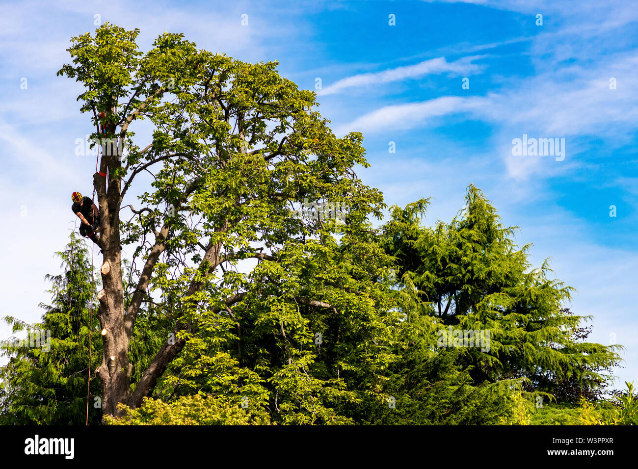 Ein Baumpfleger am Arbeitsplatz Stockfoto
