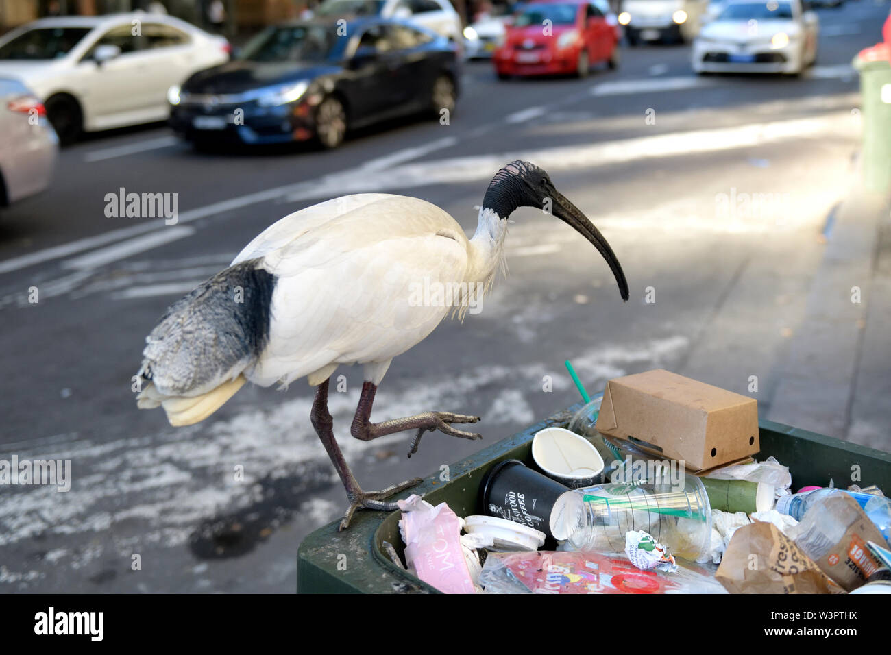 Australian white Ibis (Threskiornis Molukken) Nahrungssuche in den Mülleimer. Manchmal mit der Bezeichnung 'bin Huhn", weil für dieses Verhalten. Stockfoto