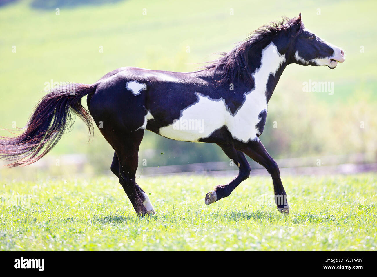 American Paint Horse. Hengst Galopp auf einer Weide im Frühling, Wiehern. Deutschland Stockfoto