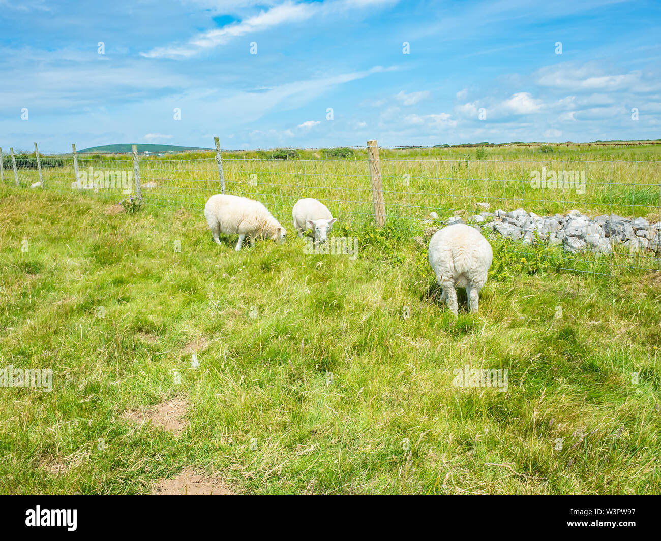 Die walisische Küste Weg, Gower, South Wales. Schafe auf eines der Felder in der Deborah Loch Natur auf dem Küstenweg Stockfoto