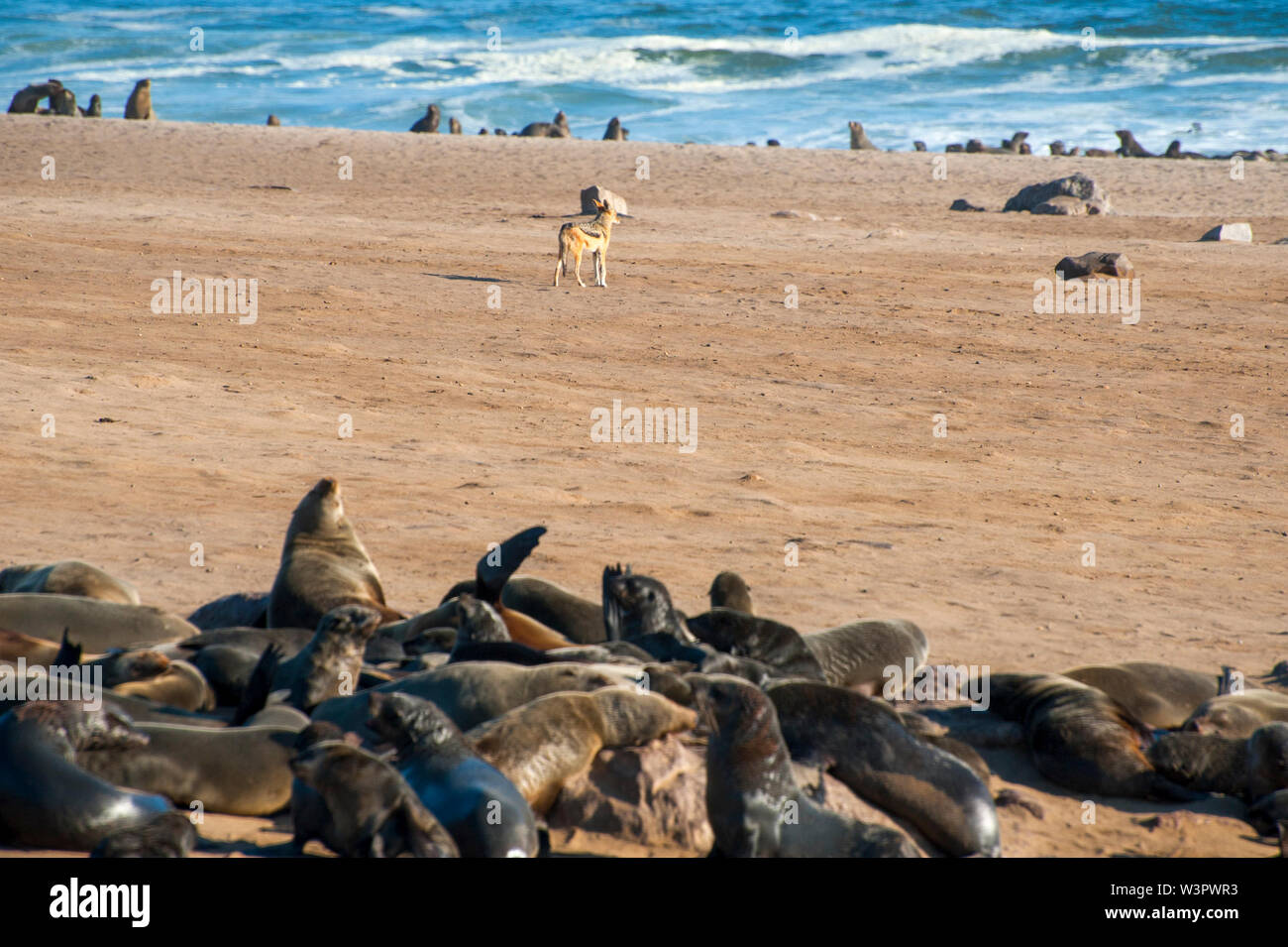 Kap Fell Dichtung (Arctocephalus Pusillus). Die Weibliche (Kuh) ist kleiner und heller gefärbt als die Männchen (Bullen). Das Kap, oder Südafrika, Pelz Dichtung fe Stockfoto