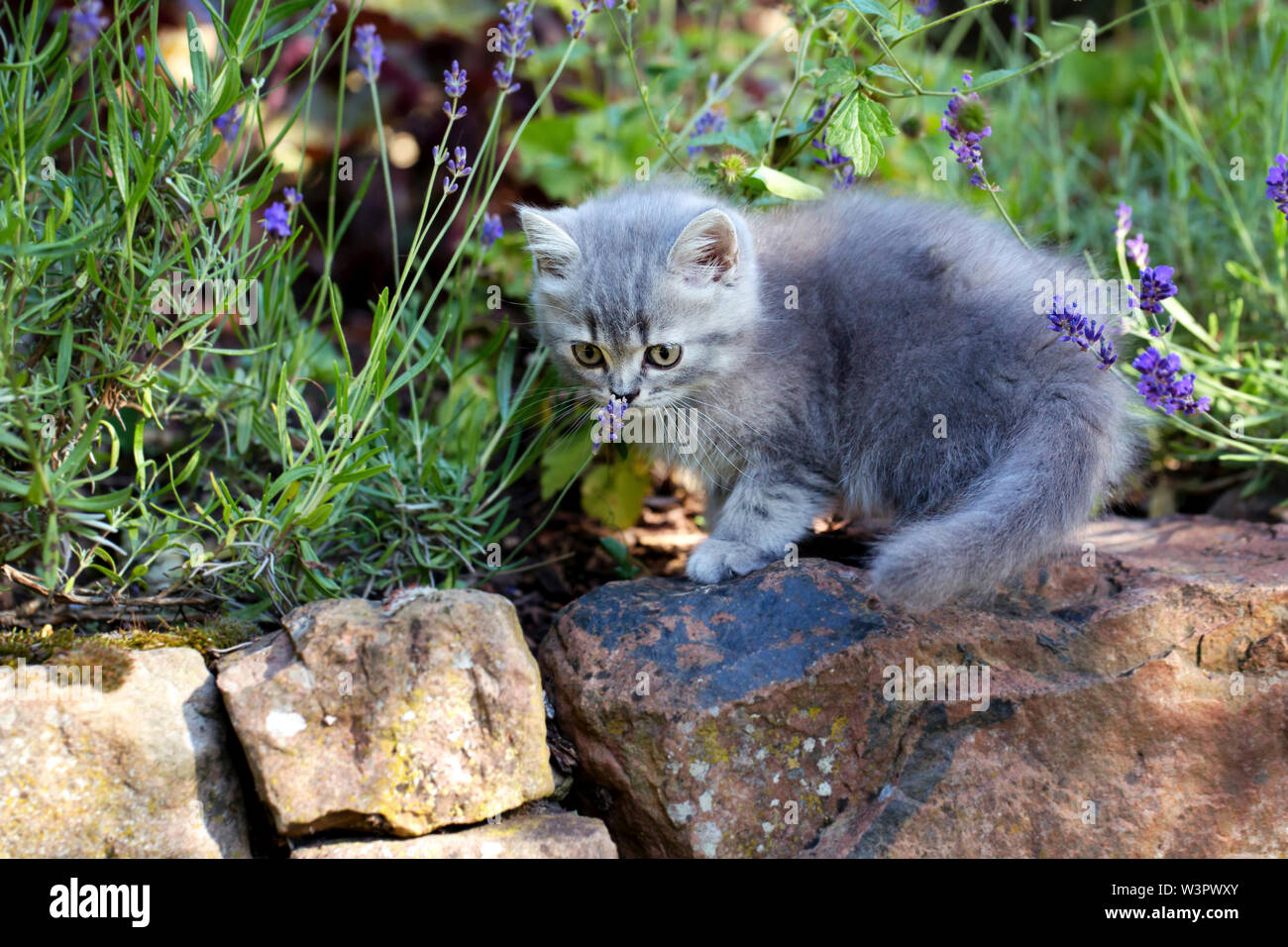 Britisch Kurzhaar Cat. Männliche Kätzchen (8 Wochen alt) Ausflüge in den Garten. Deutschland Stockfoto