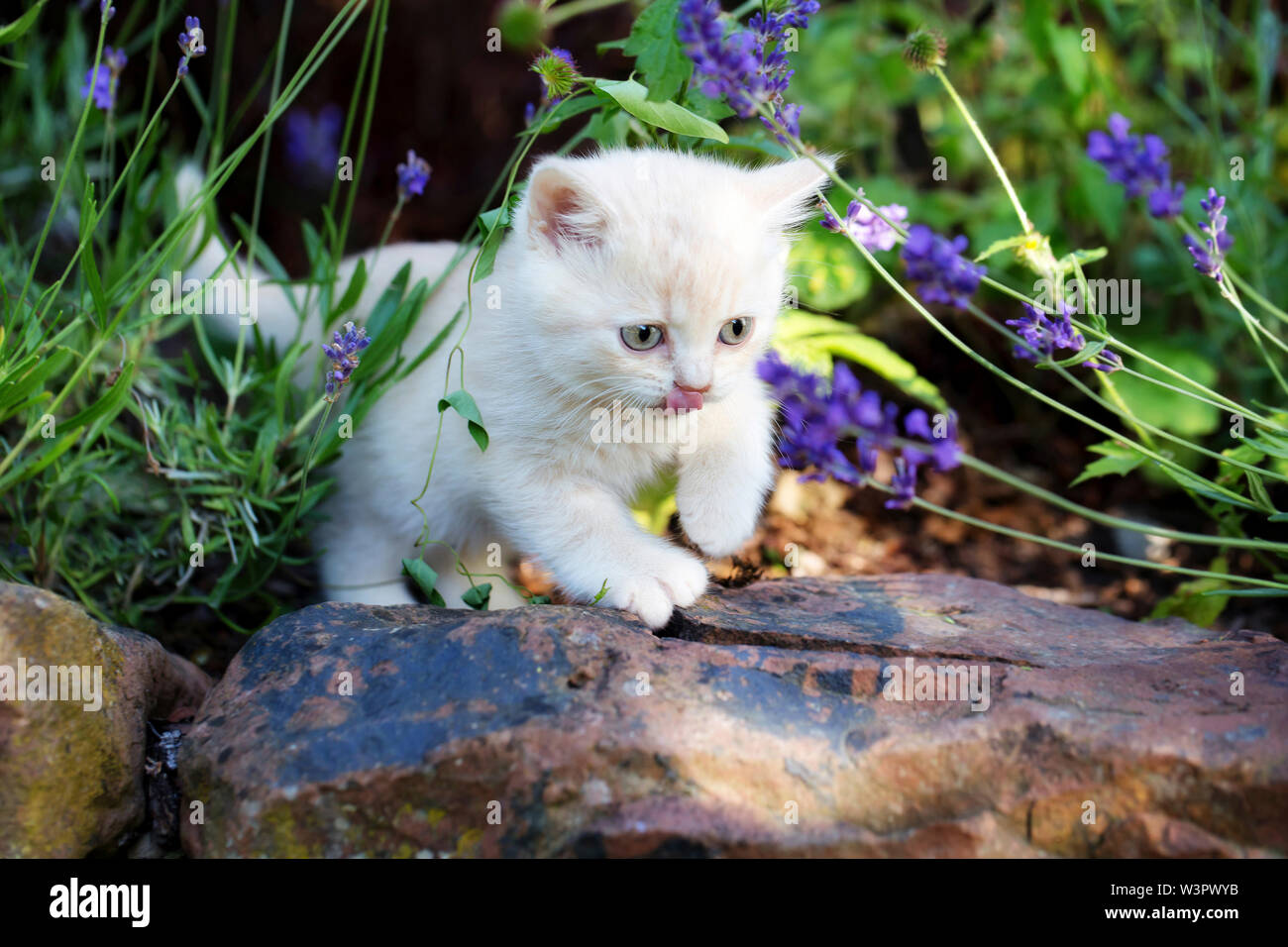 Britisch Kurzhaar Cat. Männliche Kätzchen (8 Wochen alt) Ausflüge in den Garten. Deutschland Stockfoto
