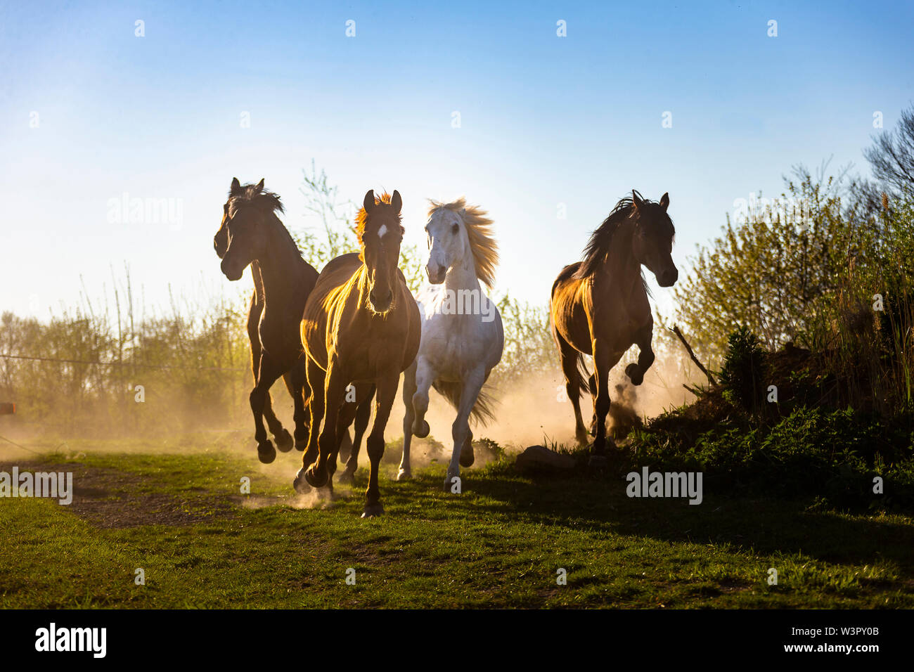 Reine Spanische Pferd, Andalusische. Gruppe der Stuten auf die Kamera zu galoppieren. Deutschland Stockfoto