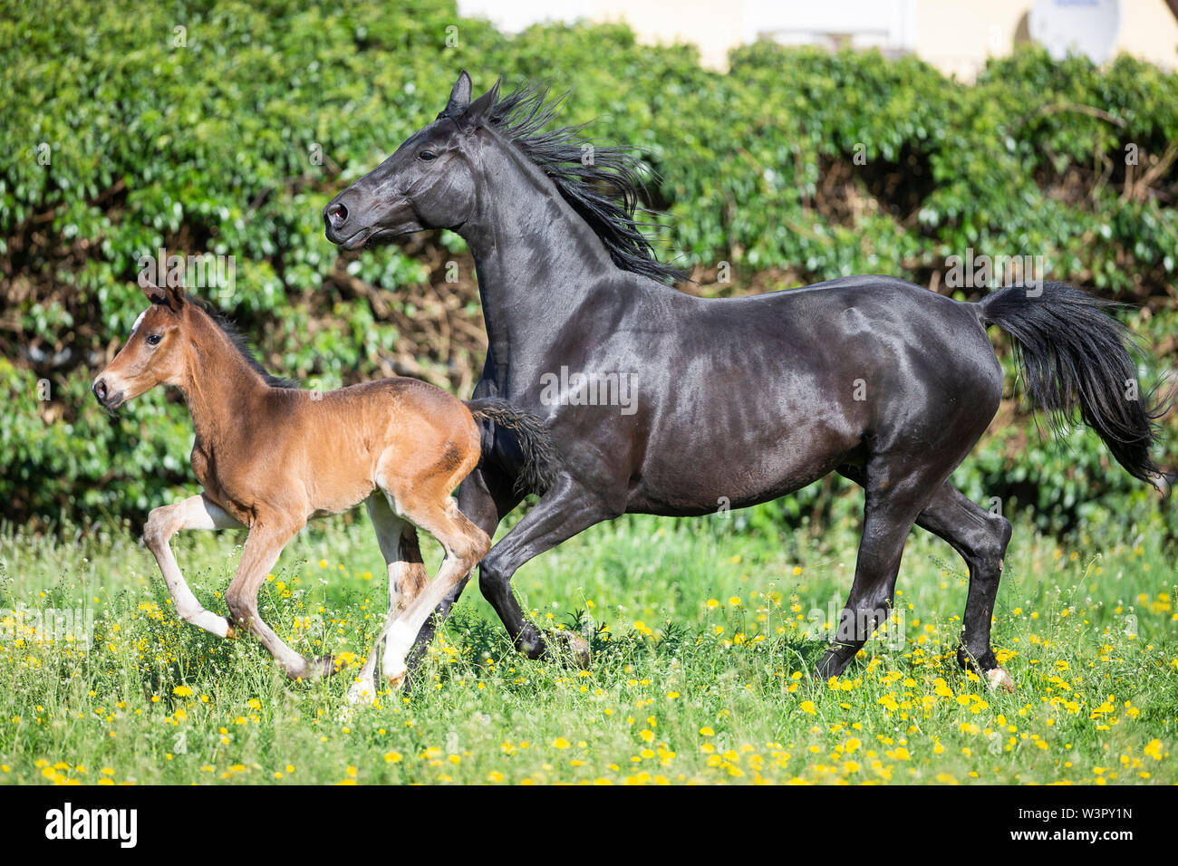 Trakehner. Schwarze Stute mit Fohlen gallopieren auf einer Weide. Deutschland Stockfoto