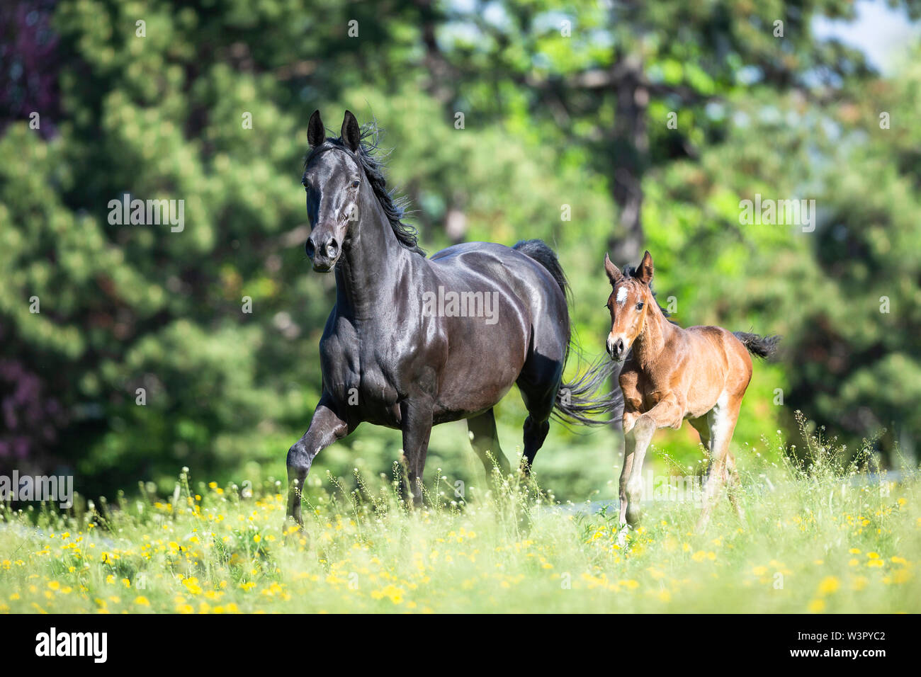 Trakehner. Schwarze Stute mit Fohlen Traben auf einer Weide. Deutschland Stockfoto