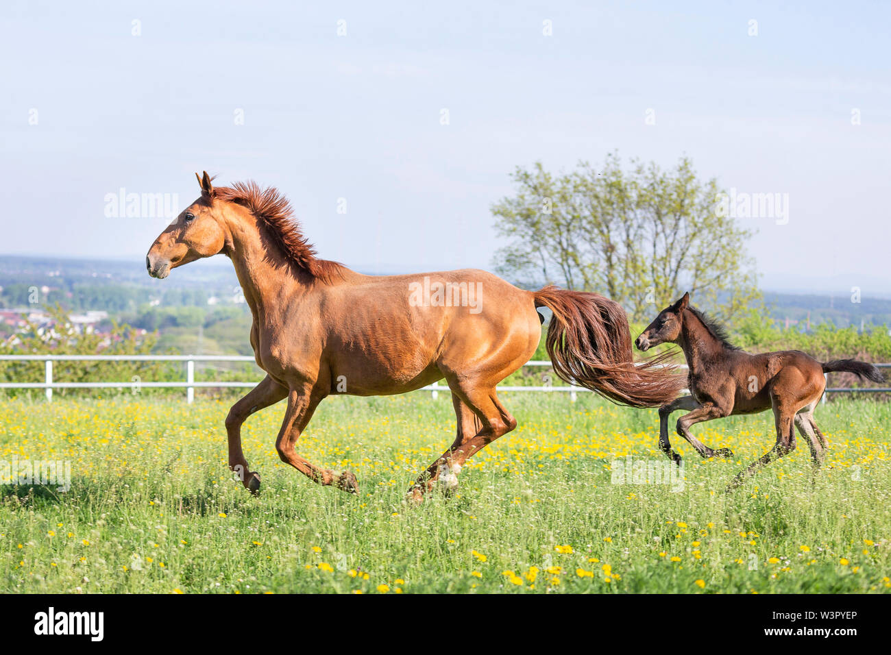 Trakehner. Chestnut Mare mit Bay Fohlen gallopieren auf einer Weide. Deutschland Stockfoto