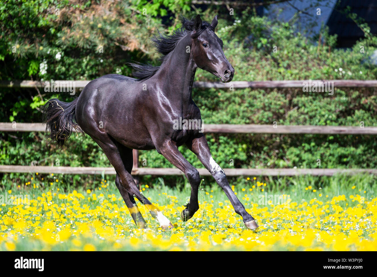 Trakehner. Schwarze junge Hengst Galopp auf einer Wiese. Deutschland Stockfoto