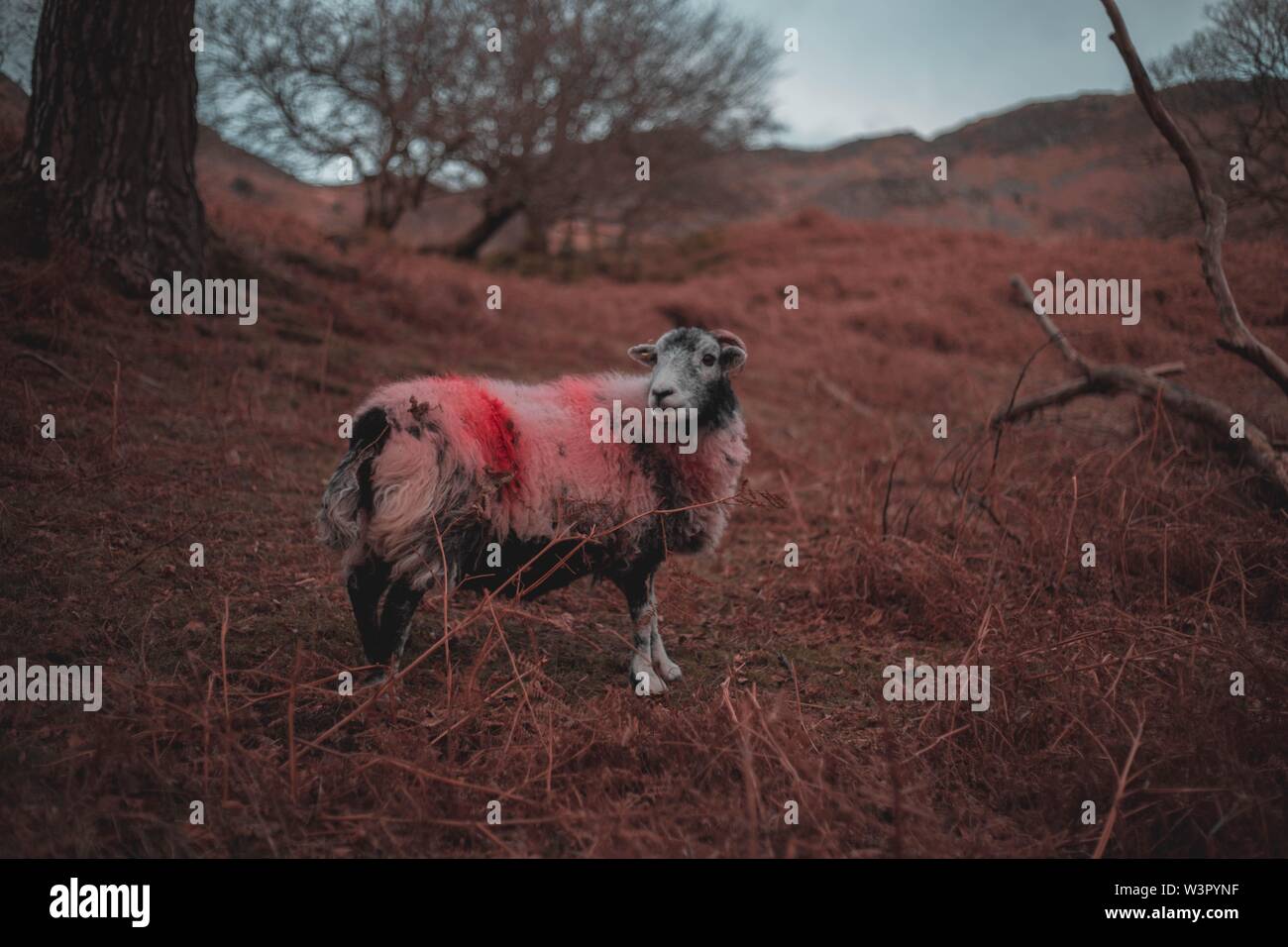 Bunte breite RAM stehend in einem großen Feld Stockfoto