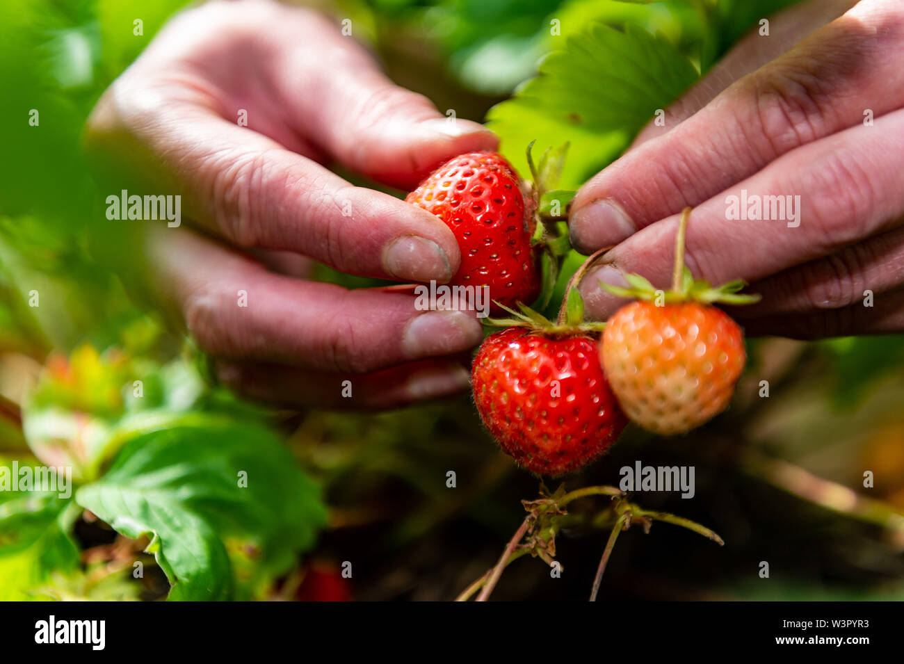 Frau holt selbst angebauten Erdbeeren in Yorkshire. Stockfoto