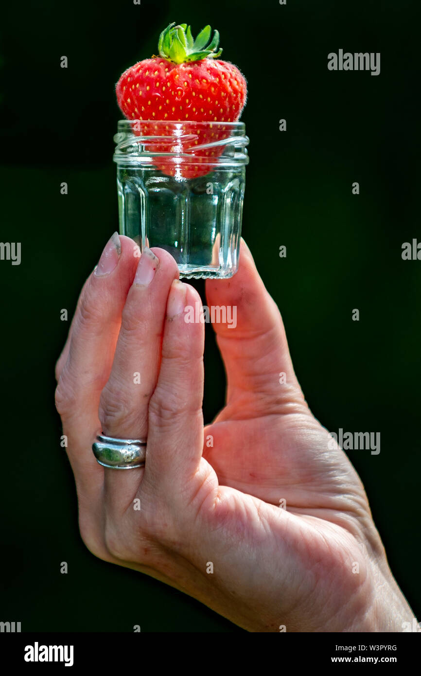 Frau holt selbst angebauten Erdbeeren in Yorkshire. Stockfoto