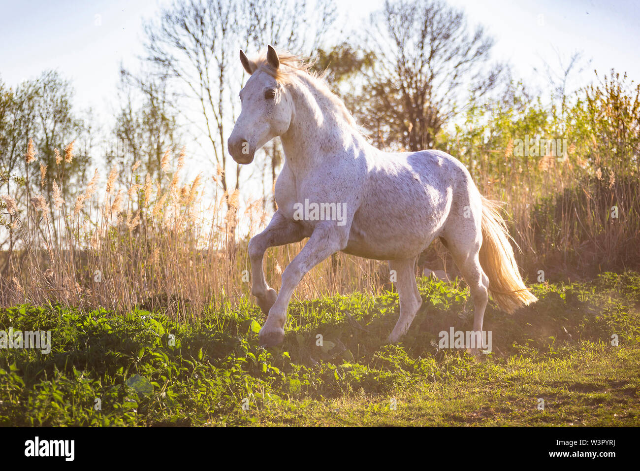Rumänische Warmblut. Grey Mare gallopieren auf einer Weide. Deutschland Stockfoto