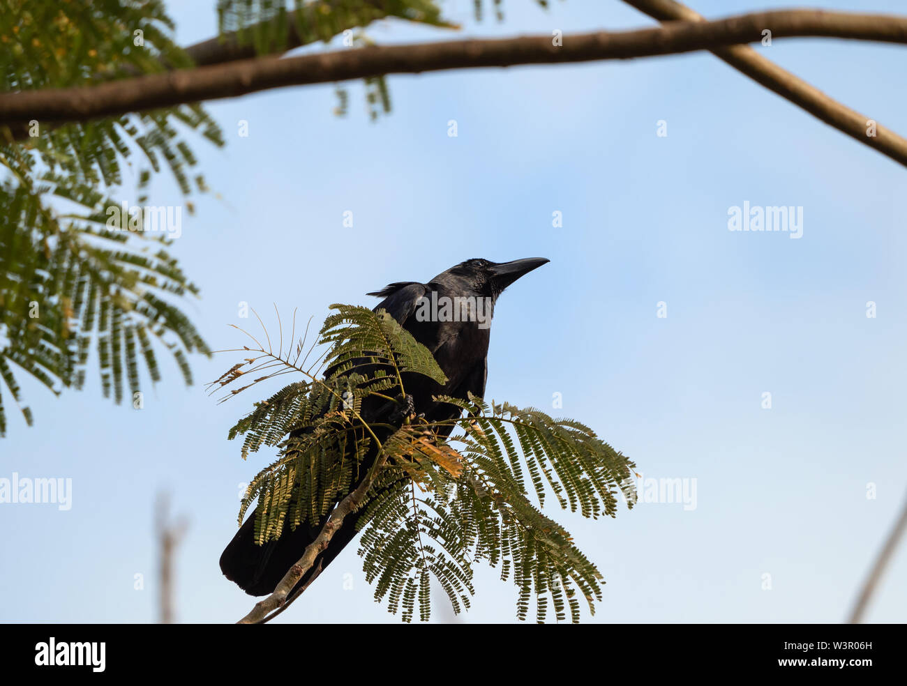 Closeup Large-Billed Crow thront auf einem Strang isoliert auf Sky Stockfoto