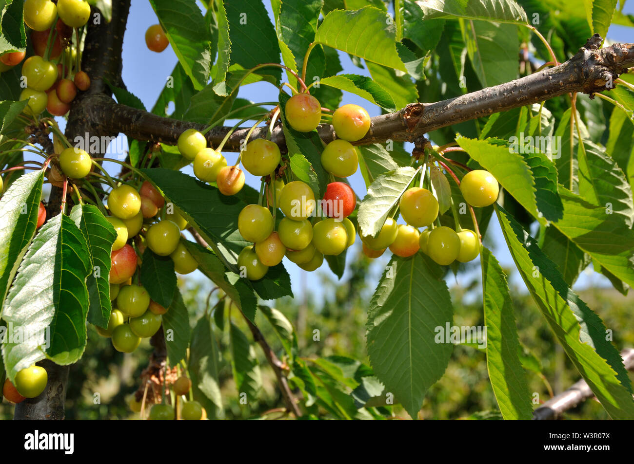 Wild Cherry, Süße Kirsche (Prunus Avium). Obst auf einem Zweig: grüne und gelbe Kirschen. Deutschland Stockfoto