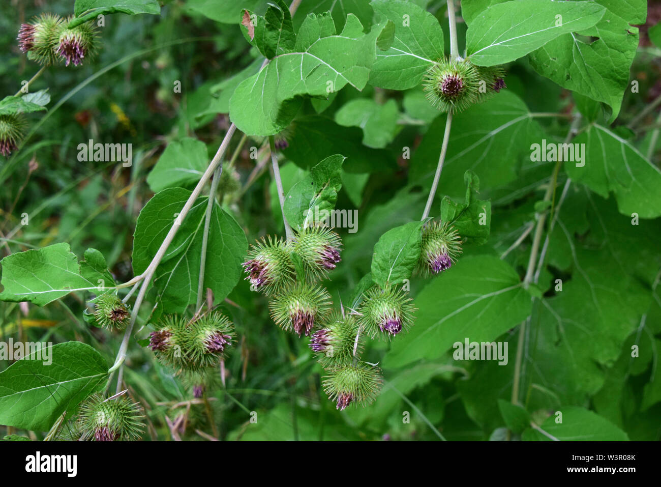 Die Klette (Arctium Lappa), Blüte. Deutschland Stockfoto