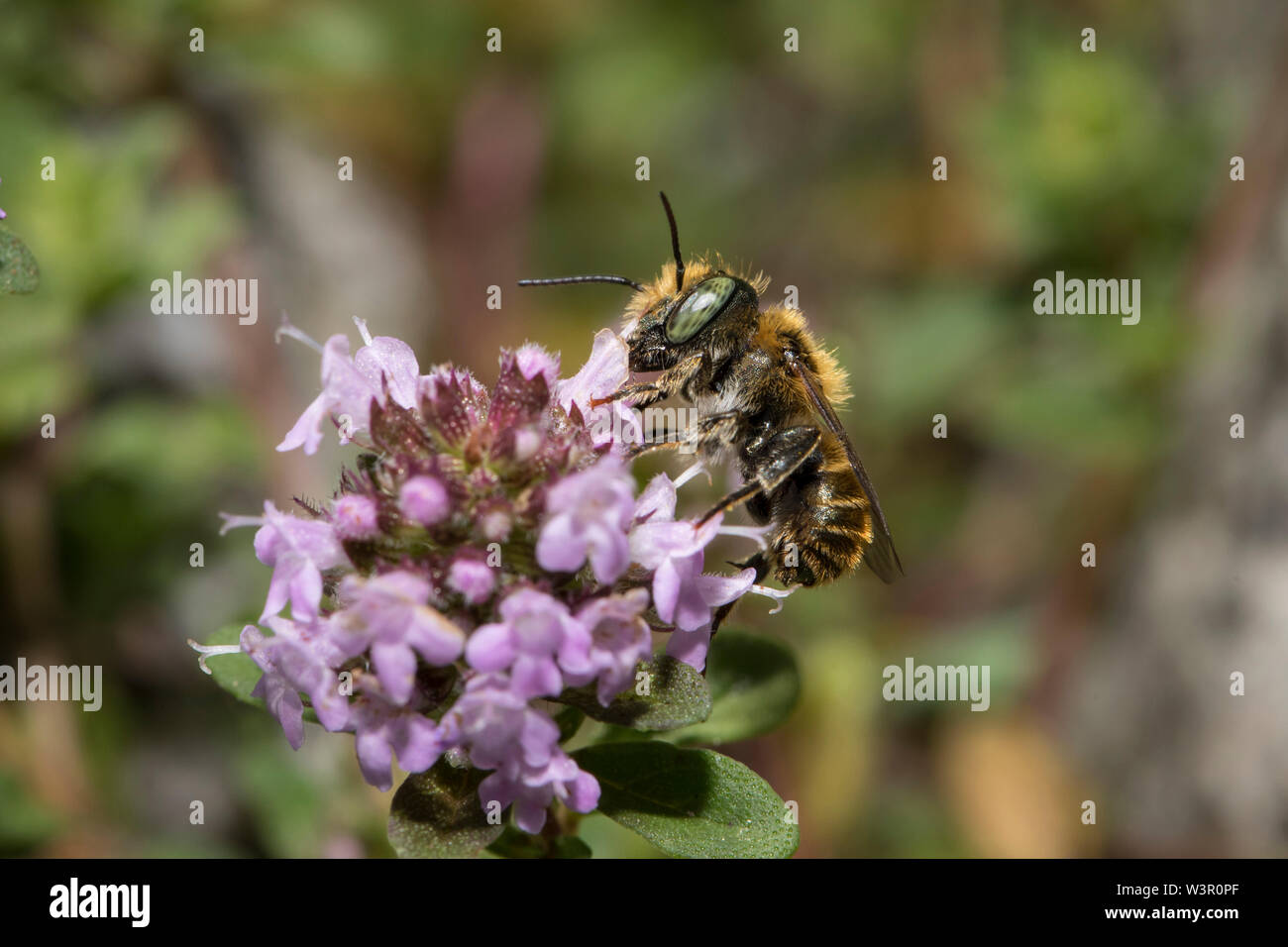 Mason Bee (Osmia sp.). Männliche auf Blume. Deutschland Stockfoto