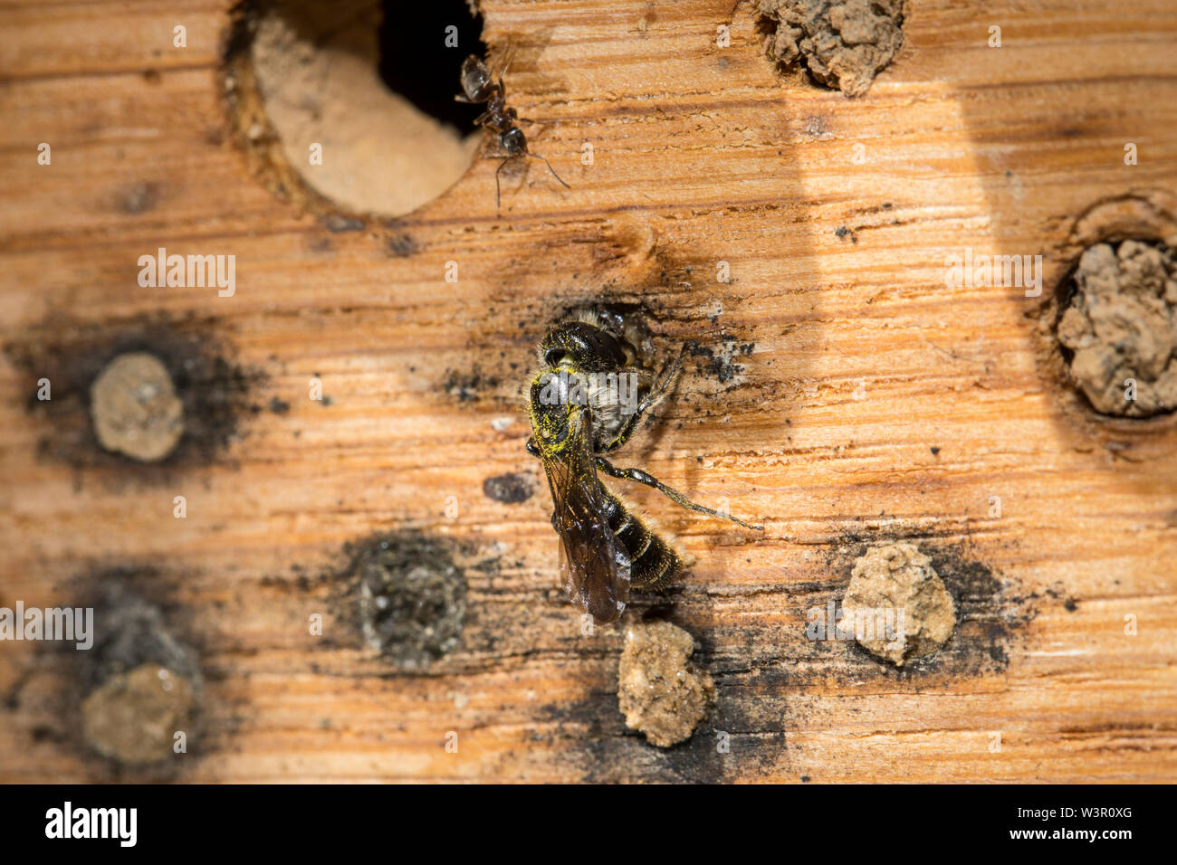 Einsame wilde Biene (Chelostoma florisomne) an ein Insekt. Deutschland Stockfoto