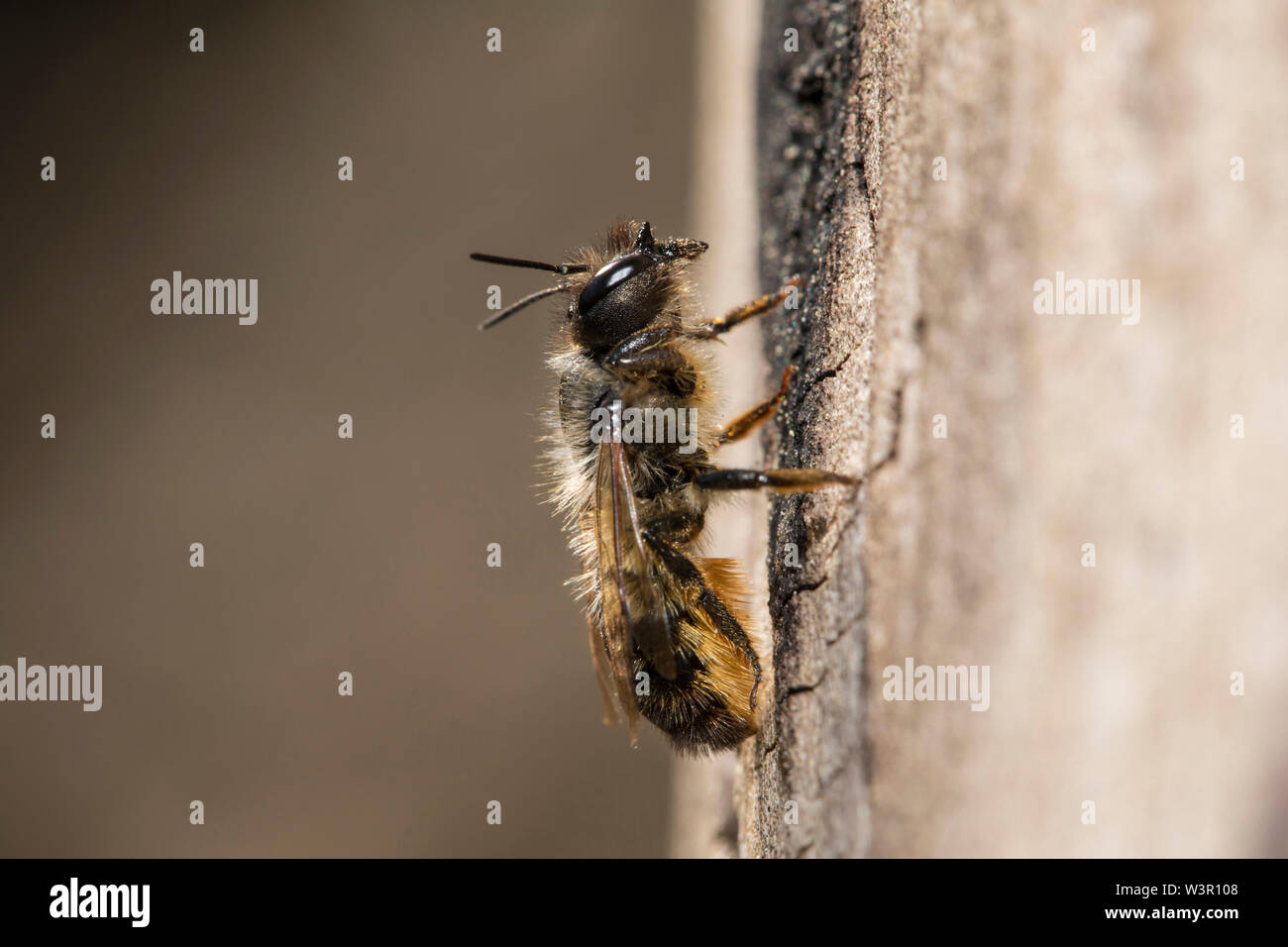 Mason Bee (Osmia sp.) auf Holz. Deutschland Stockfoto