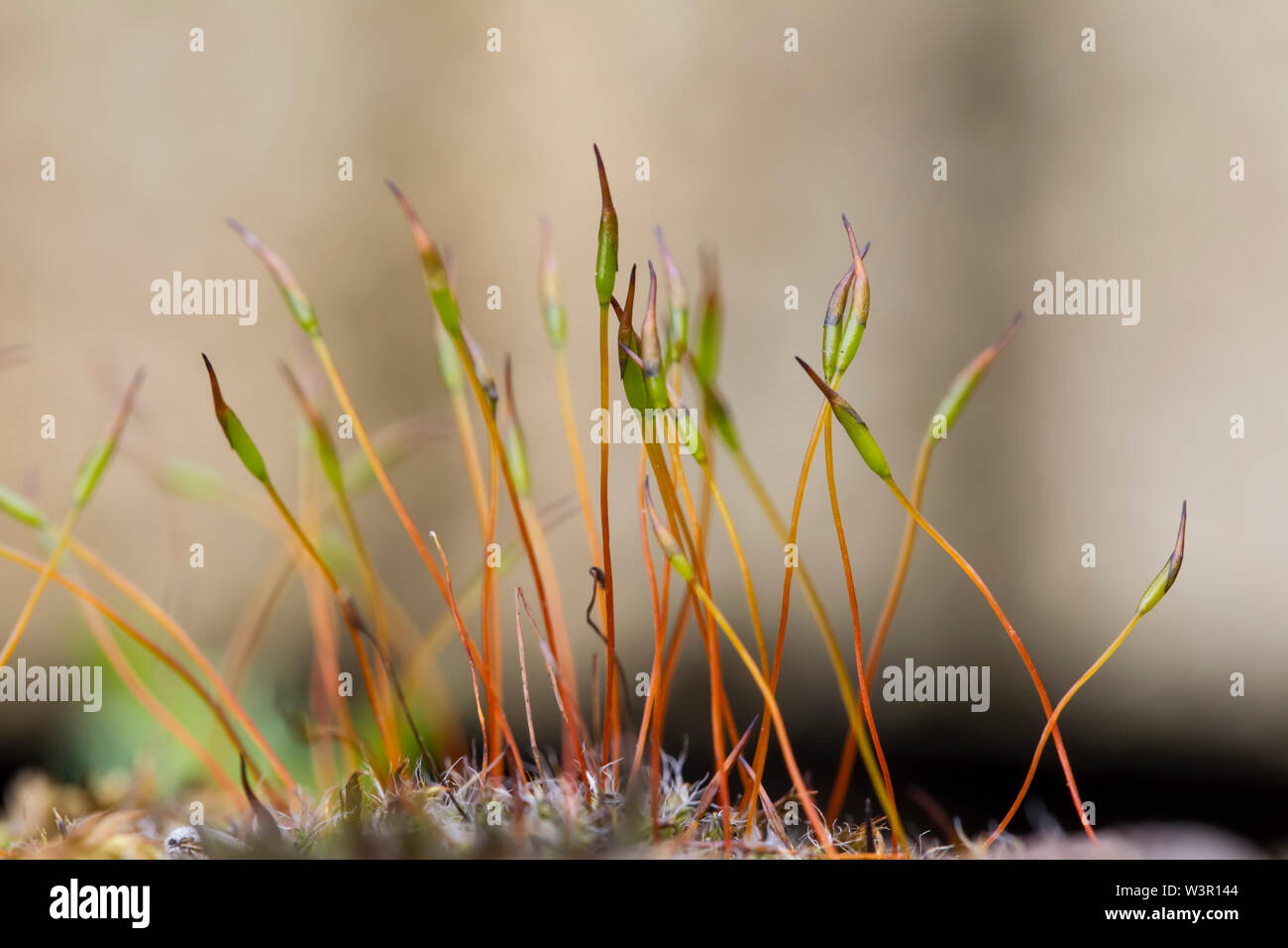 Wand Schraube - Moos (Tortula muralis), sporangien. Deutschland Stockfoto