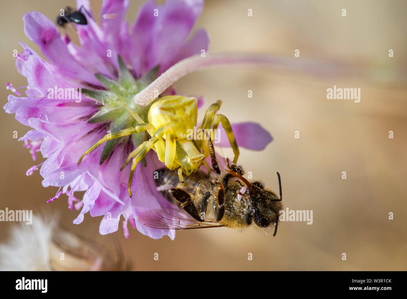 Crab Spider (Thomisidae) mit Beute Biene auf Blume. Kreta, Griechenland Stockfoto