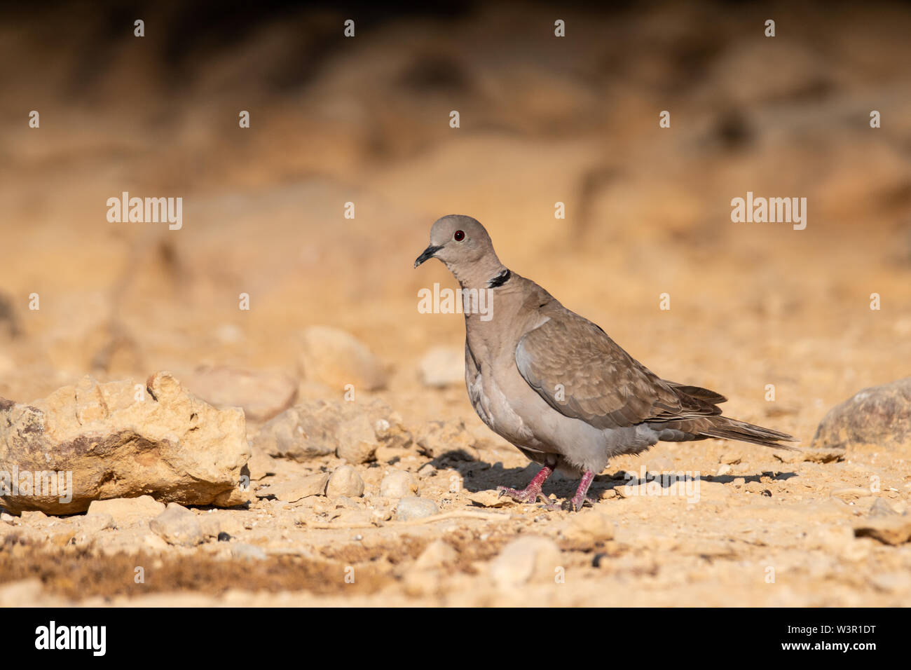 Collared Dove (Streptopelia decaocto) in der Wüste Negev, Israel im Juni Stockfoto