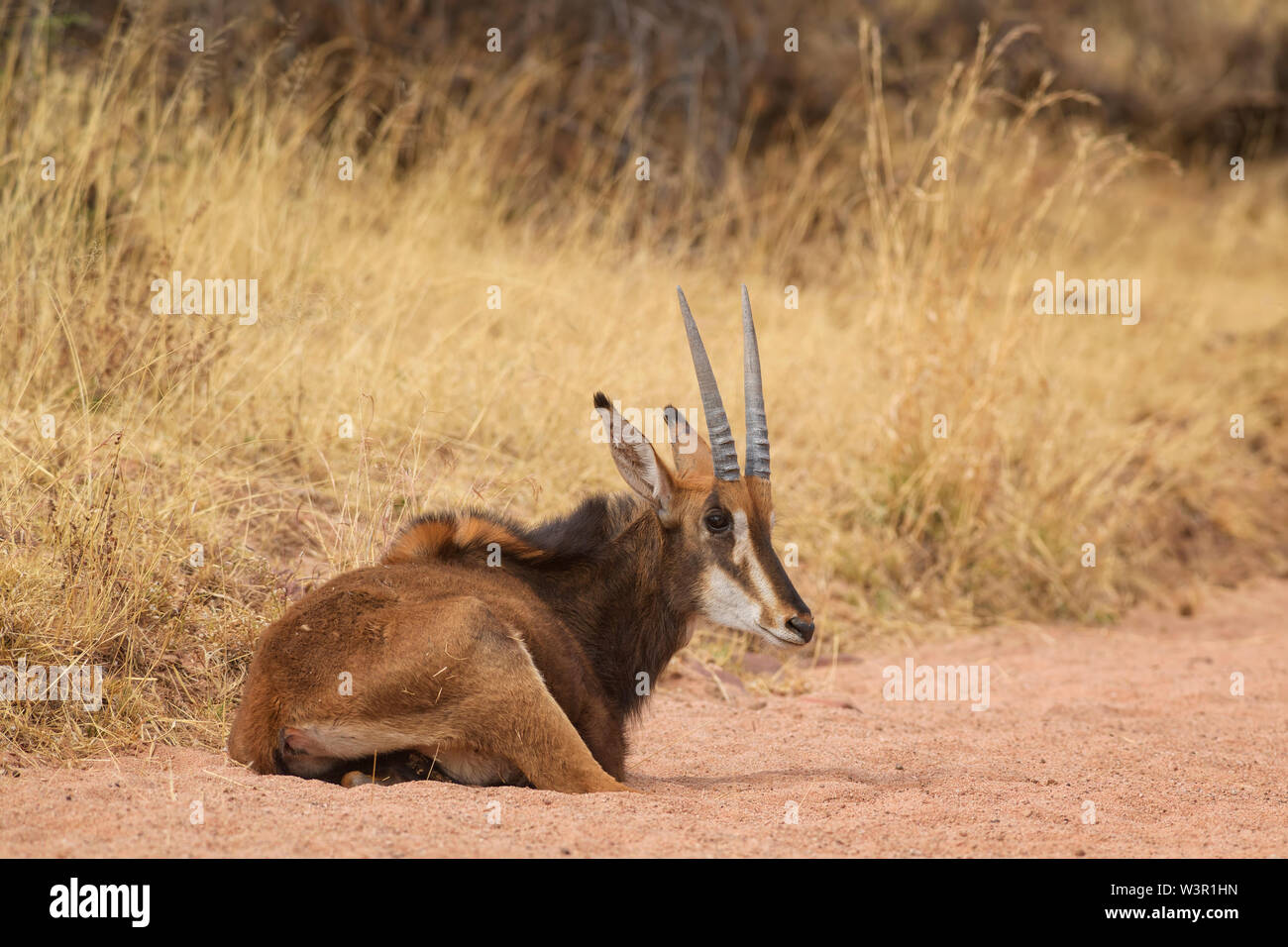 Rappenantilopen - Hippotragus Niger, schöne große Antilope aus afrikanischen Savannen und Sträucher, Namibia. Stockfoto
