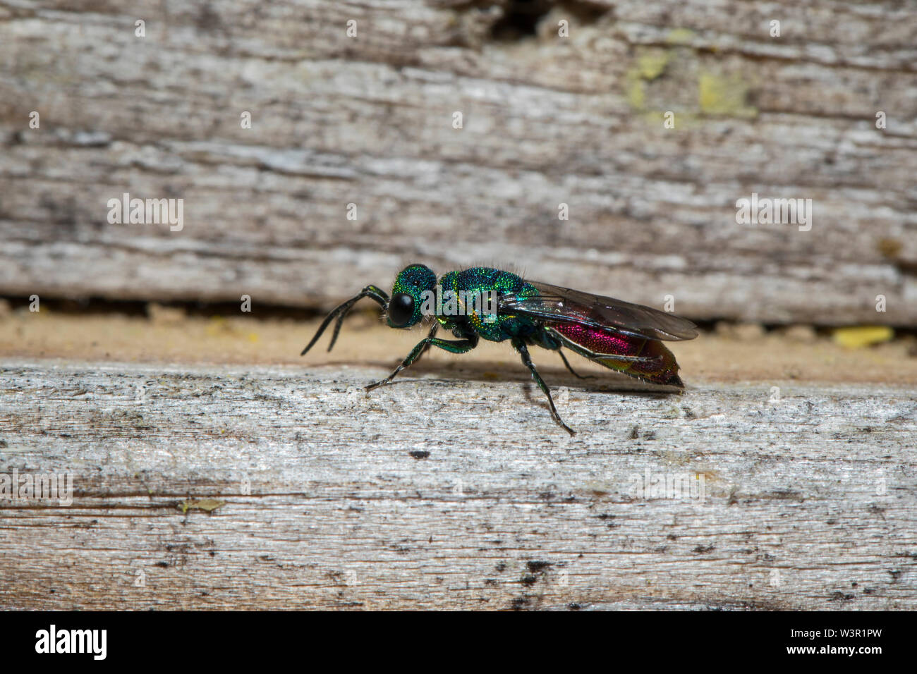 Ruby-tailed Wasp, gemeinsame Gold Wasp, Ruby-Tail (Chrysis Ignita) auf Holz. Deutschland Stockfoto