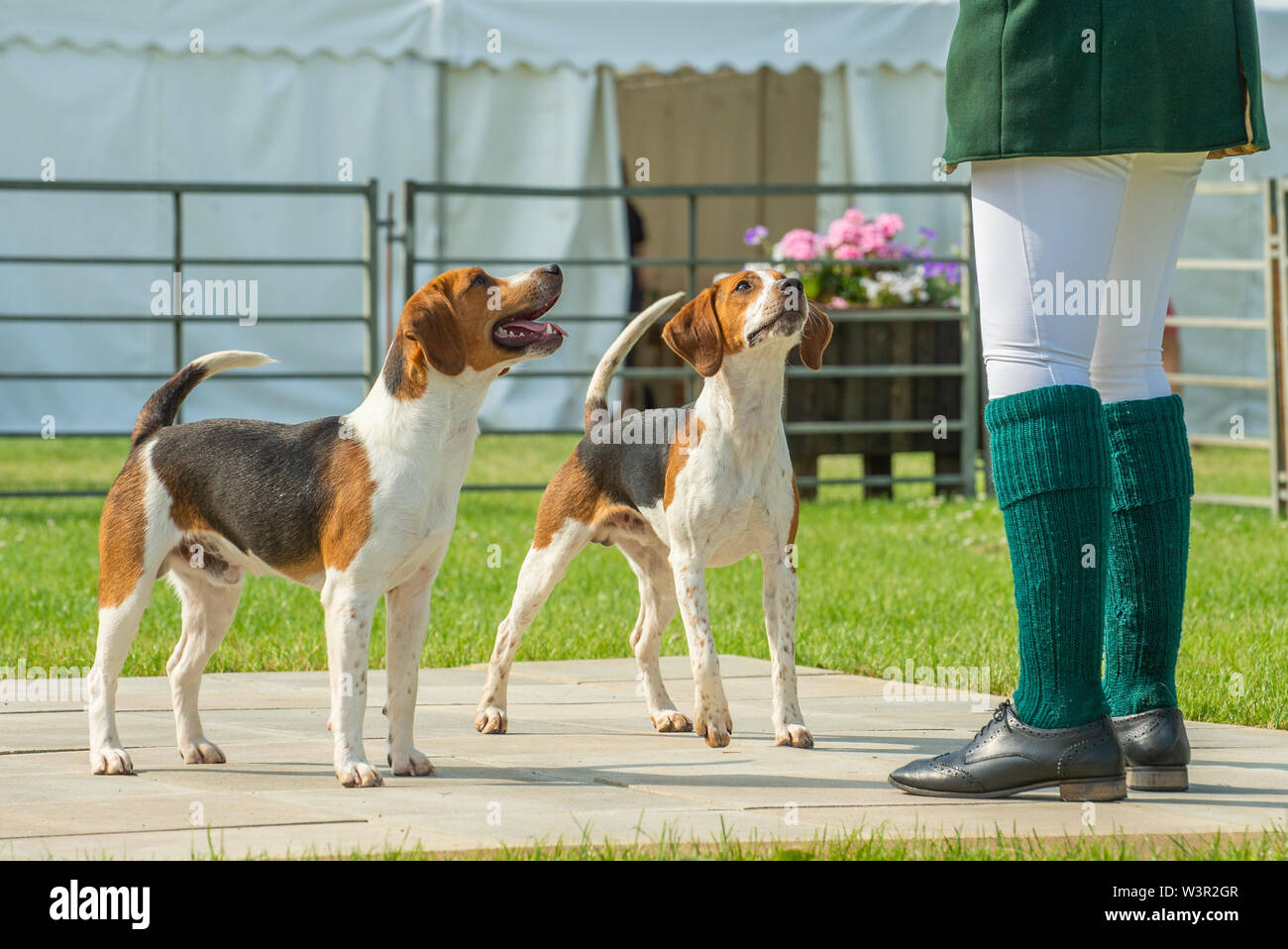 Festival der Jagd, Peterborough, Großbritannien. 17. Juli 2019. Das jährliche Festival der Jagd ist eine eintägige Veranstaltung bietet die größte Versammlung der Hunde im Land. Falken, Spürhunde, Basset Hounds, Draghounds und Bluthunde wird zusammen mit Displays von fiel Jagdhunde konkurrierenden, Coursing Hunde und die beliebten Sealey Terrier. Credit: Matt Extremität OBE/Alamy leben Nachrichten Stockfoto