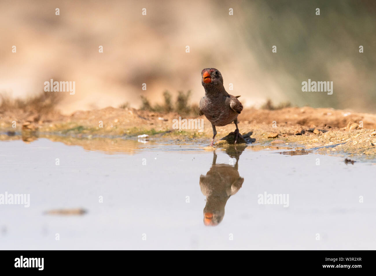 Der trompeter Finch (Bucanetes githagineus) in der Nähe einer Pfütze von Wasser in der Wüste Negev, Israel im Juni Stockfoto