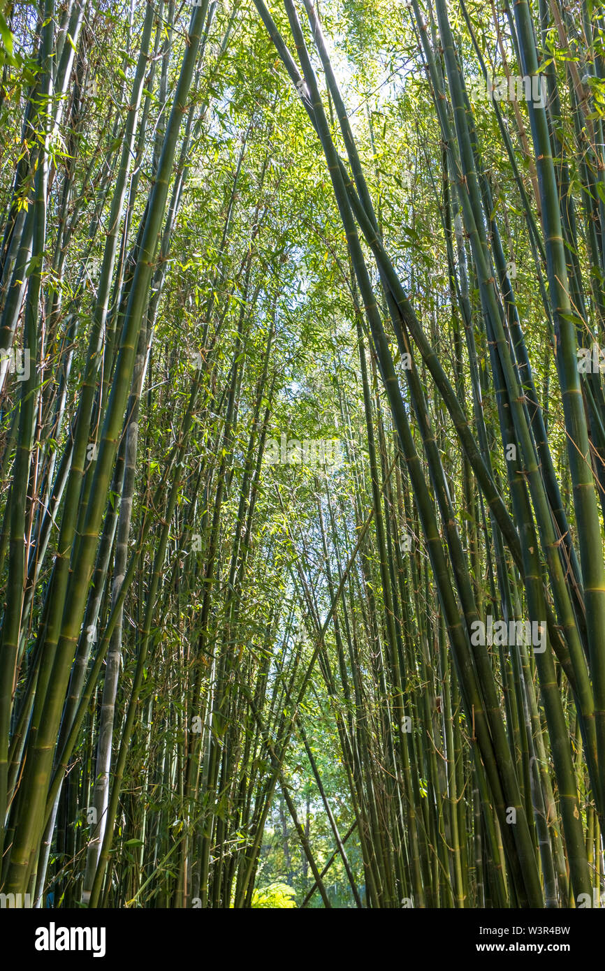 Australia bamboo -Fotos und -Bildmaterial in hoher Auflsung  Alamy