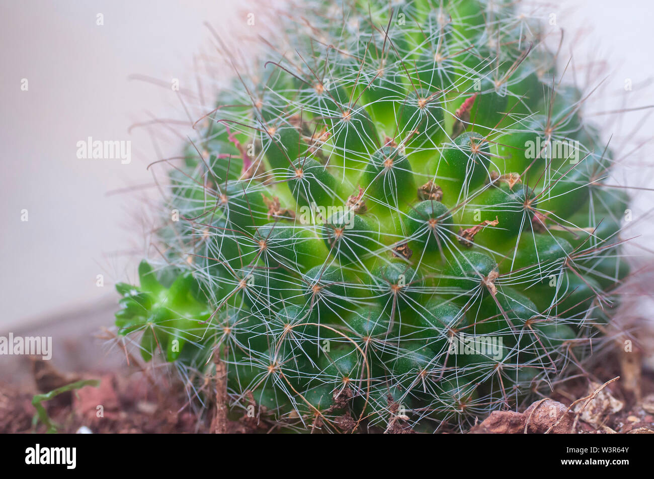 Cactus vegetativen Vermehrung. Brste Cactus (Mammillaria spinosissima) AKA  stacheligen Nadelkissen Kaktus native zu zentralen Mexiko Stockfotografie -  Alamy
