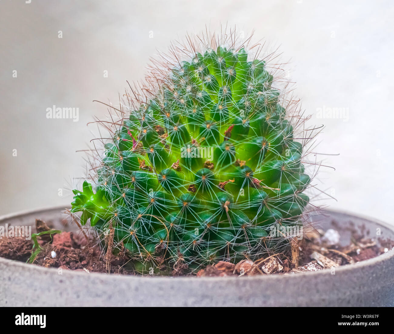 Mammillaria vermehren sich -Fotos und -Bildmaterial in hoher Auflsung   Alamy