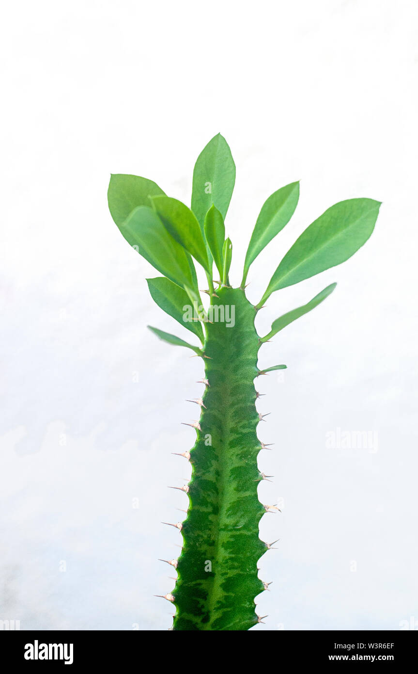 Euphorbia rotundifolia Afrikanischen Milch Baum, Kathedrale Kaktus,  Abessinier euphorbia ist eine mehrjhrige Pflanze, stammt ursprnglich aus  Zentralafrika. Foto Stockfotografie - Alamy
