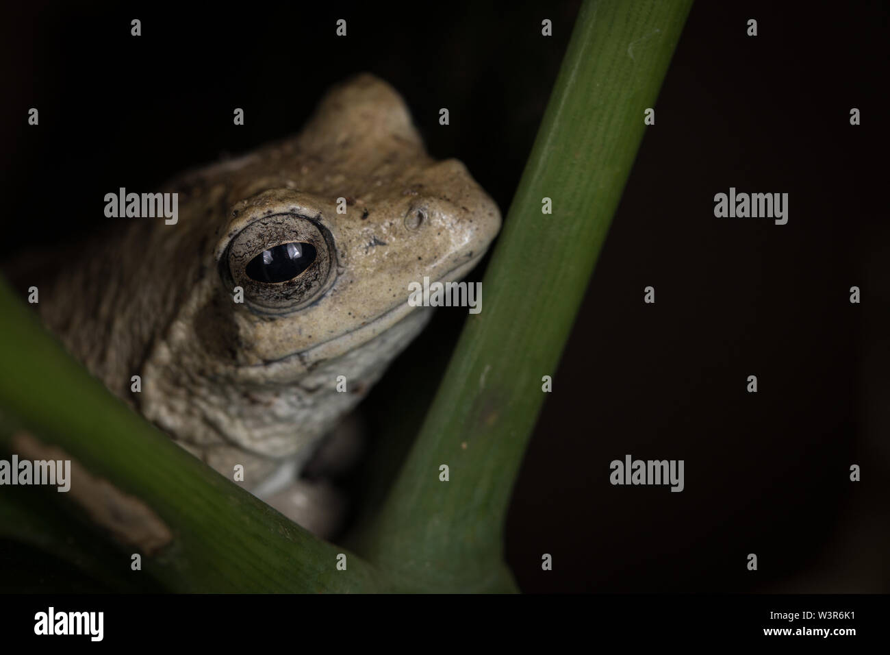 Eine südliche Schaum nest Frosch, Chiromantis xerampelina, flüchtet sich in eine kühle, schattige Anlage, Madikwe Game Reserve, North West, Südafrika. Stockfoto