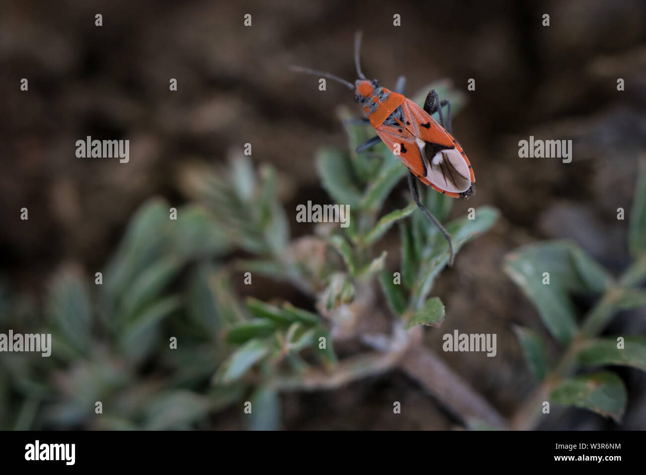 Ein kleiner Bug rot Muster sieht wie eine Bemalte Maske, Madikwe Game Reserve, North West, Südafrika. Stockfoto
