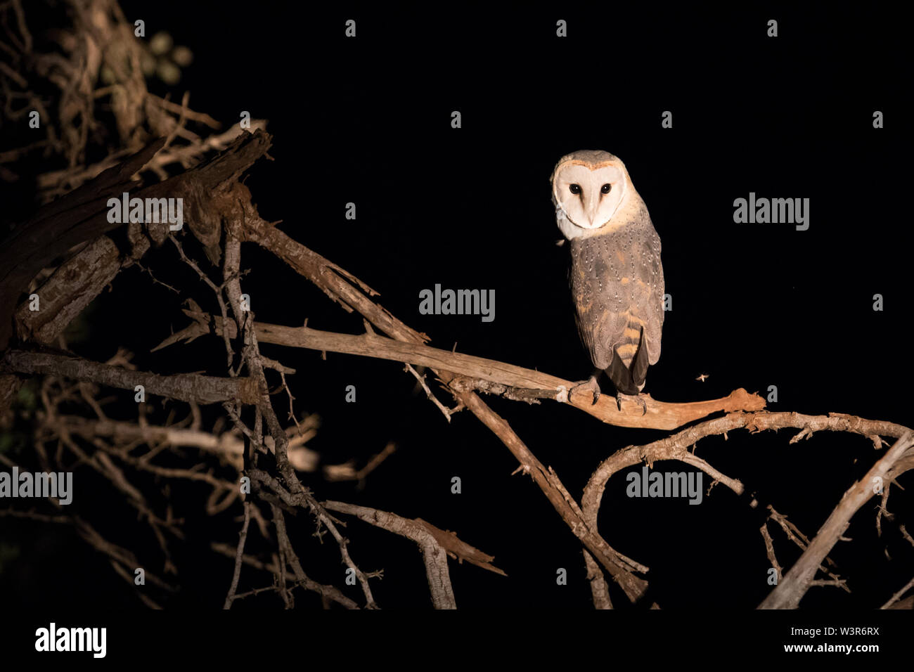 Eine westliche Schleiereule, Tyto alba, leuchtet durch einen Scheinwerfer während einer Nacht fahren Beobachtung in Madikwe Game Reserve, North West, Südafrika. Stockfoto