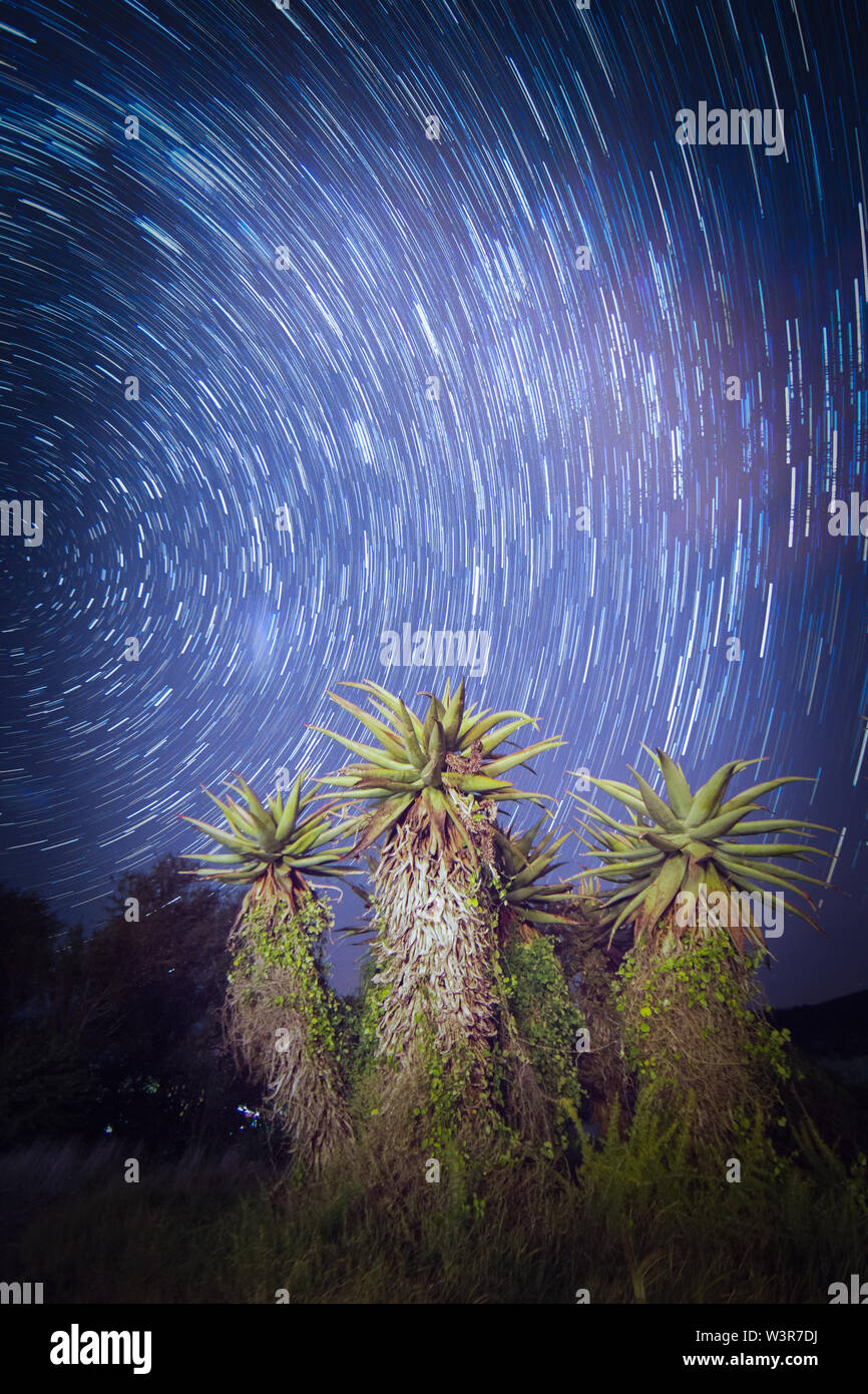 Aloe Pflanzen stellen einen interessanten Vordergrund zu einem startrail lange Belichtung Nachthimmel starscape, Bontebok Nationalpark, Western Cape, Südafrika. Stockfoto