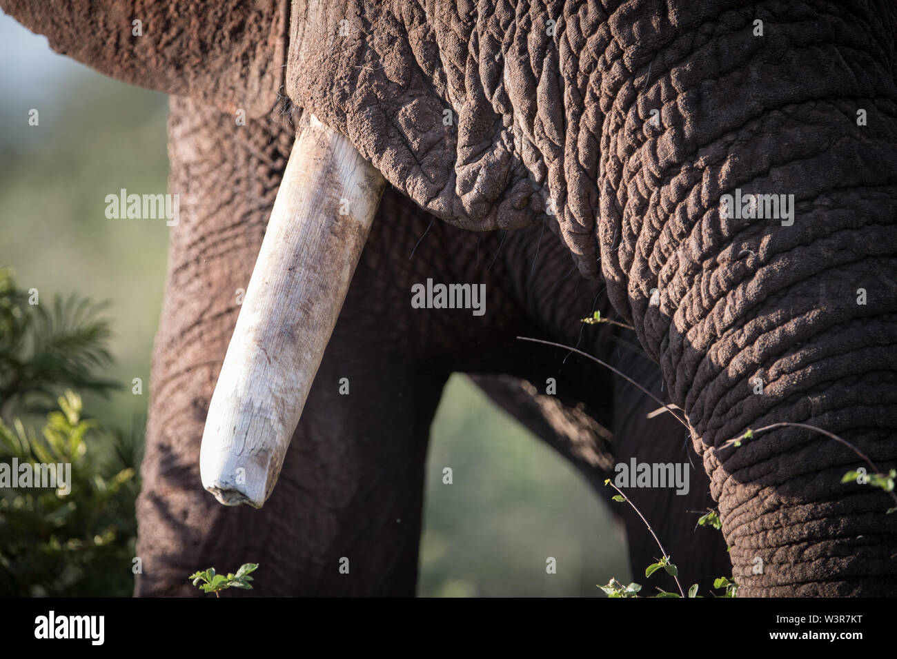 Eine Nahaufnahme zeigt Details des Gesichts einer afrikanischen Savanne Elefant, Loxodonta africana, Madikwe Game Reserve, North West Provinz, Südafrika. Stockfoto