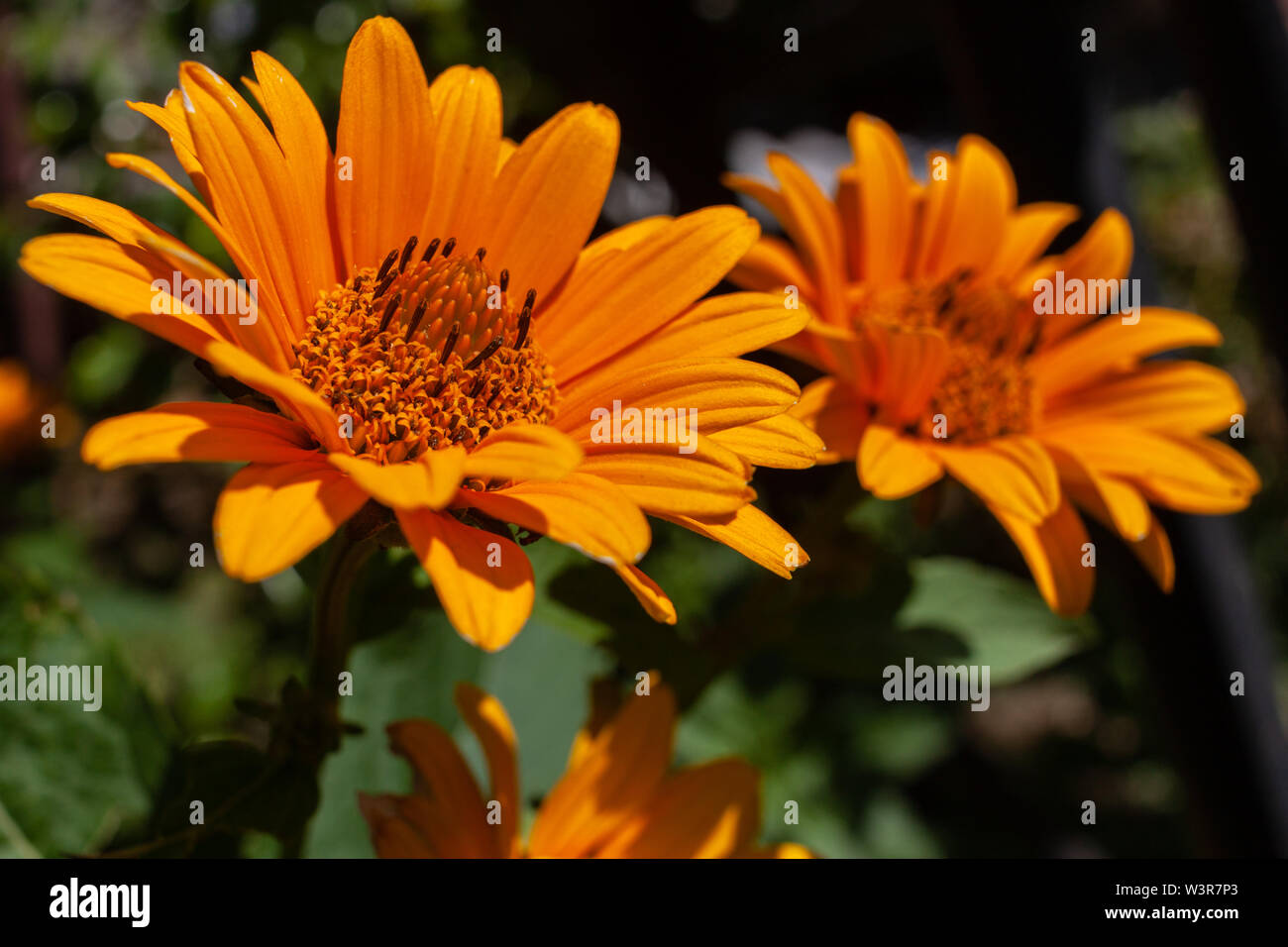 Gelbe Blumen von rau, glatt oxeye oxeye Stockfoto