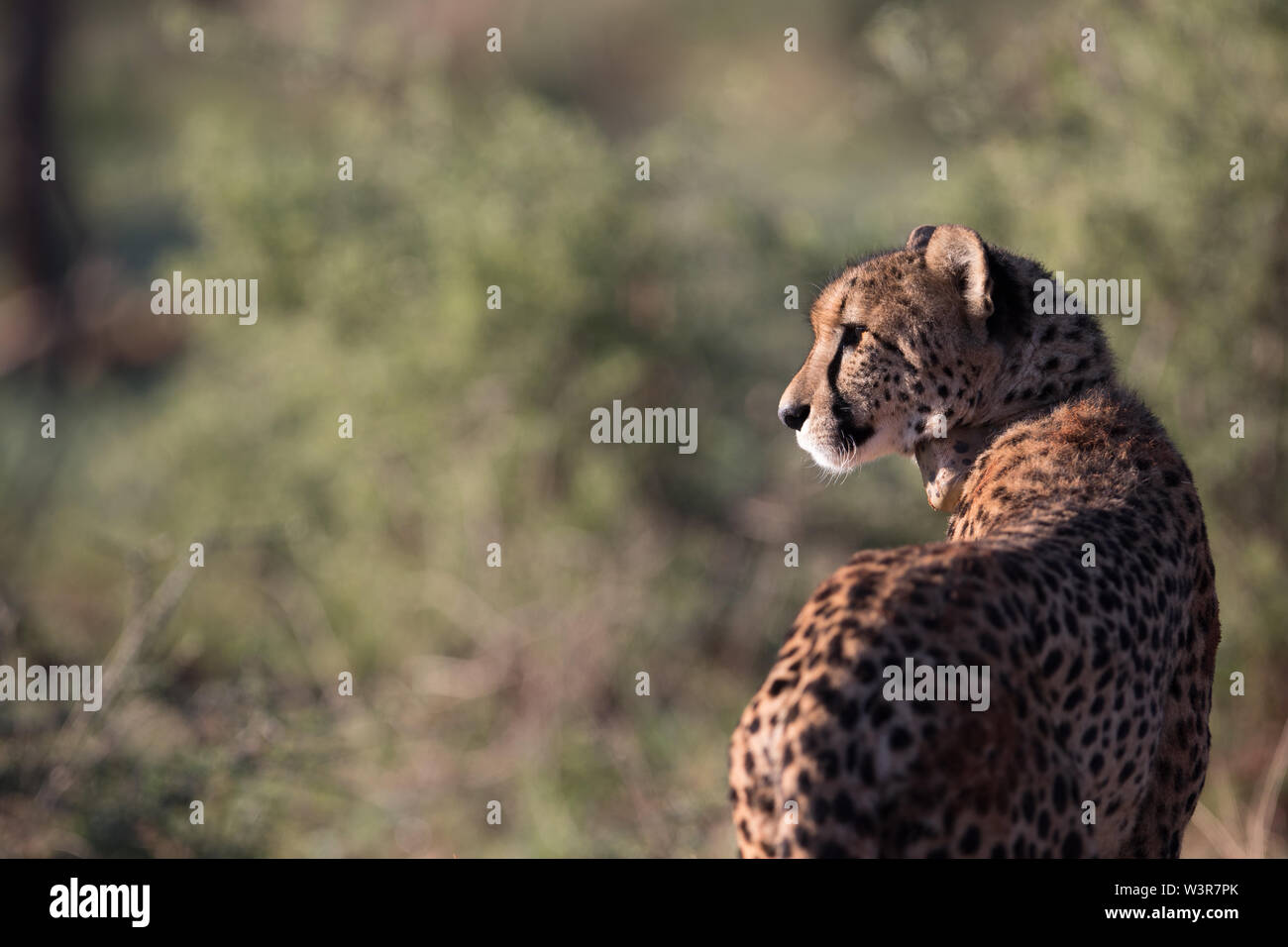 Ein Gepard, Acinonyx jubatus, wurde mit einem GPS-Halsband seine Bewegungen in Madikwe Game Reserve, North West Provinz, Südafrika zu überwachen. Stockfoto