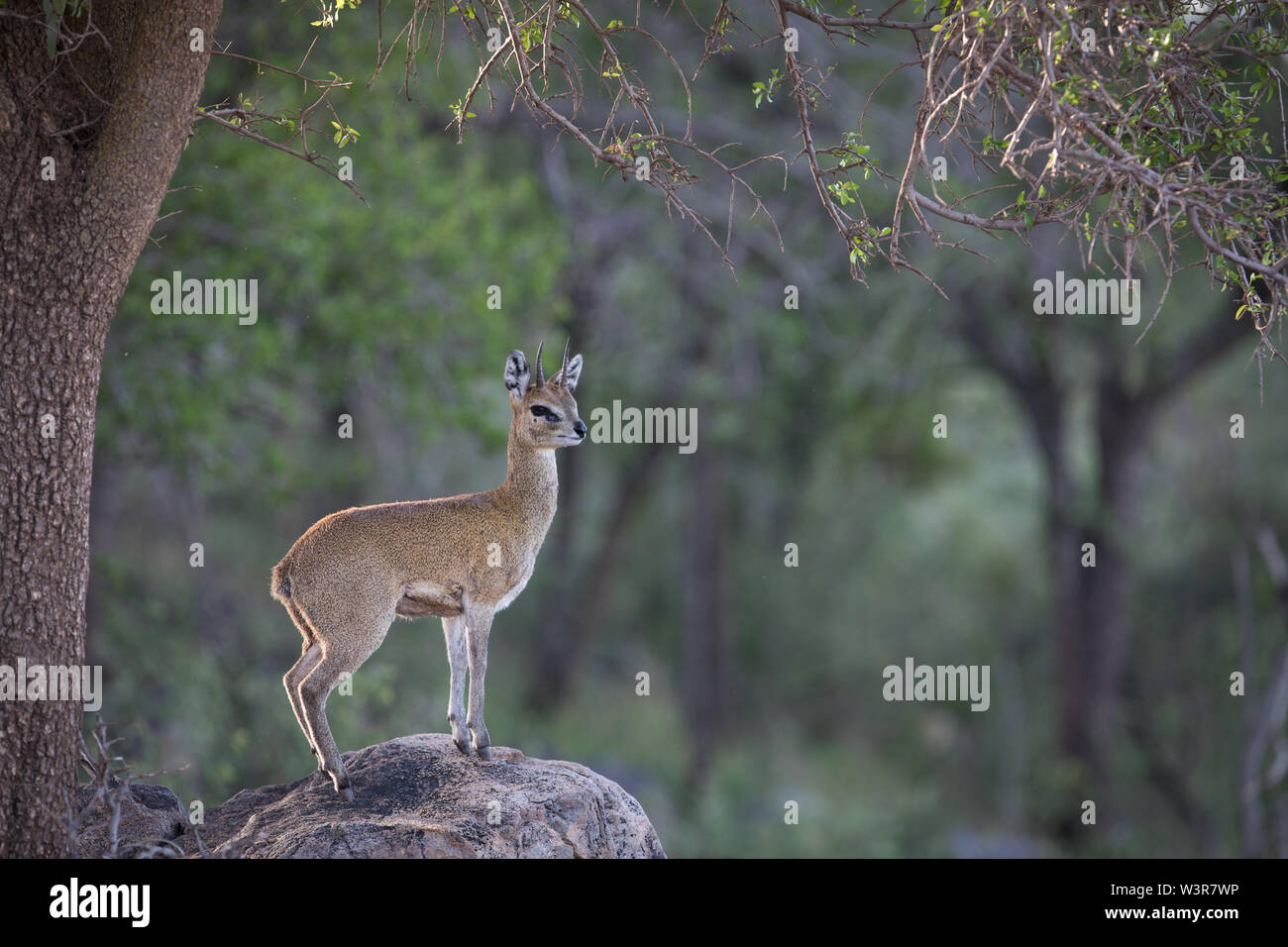 Klipspringer antilope -Fotos und -Bildmaterial in hoher Auflsung  Alamy